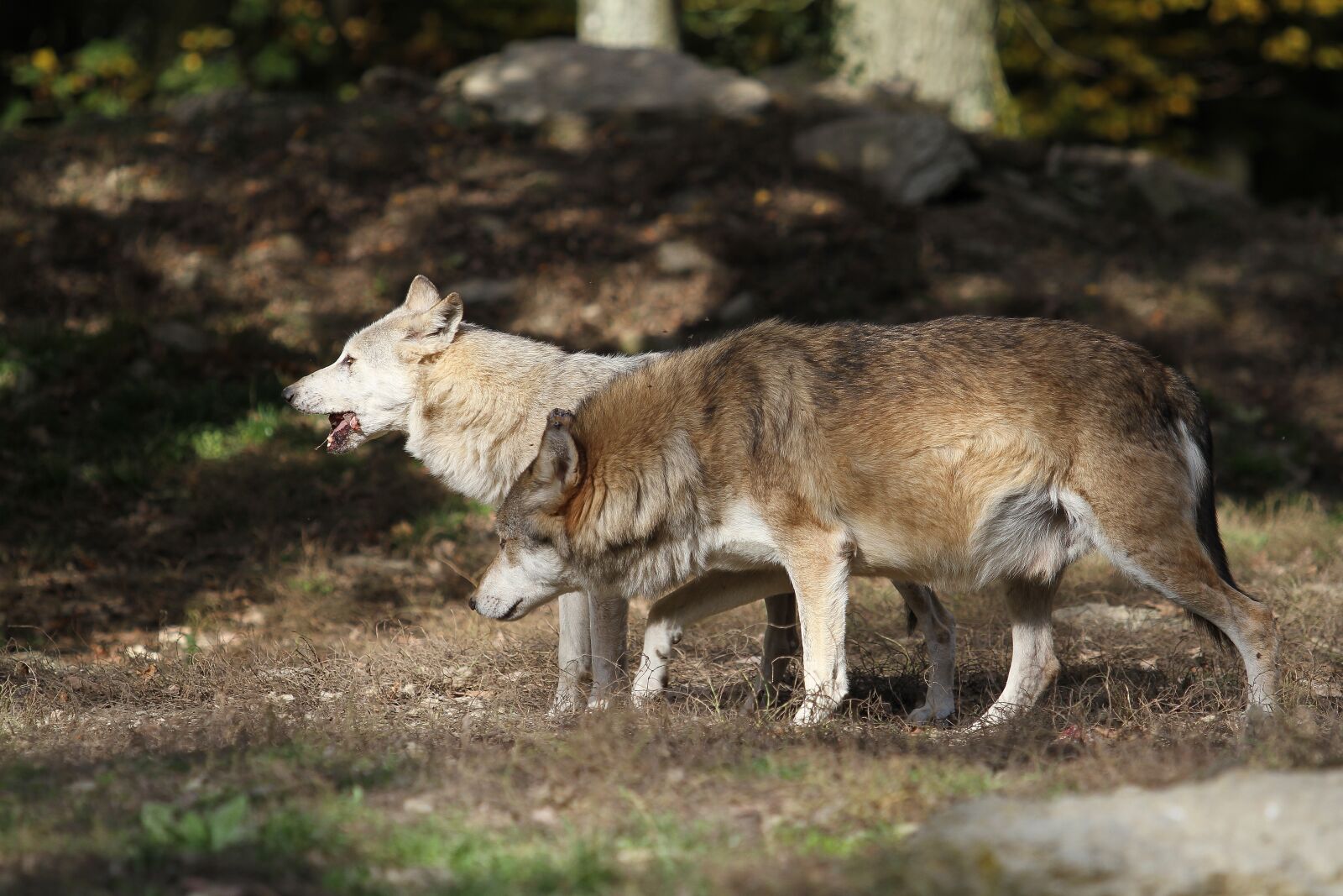 Canon EOS 7D sample photo. Wolves, timber wolves, predator photography