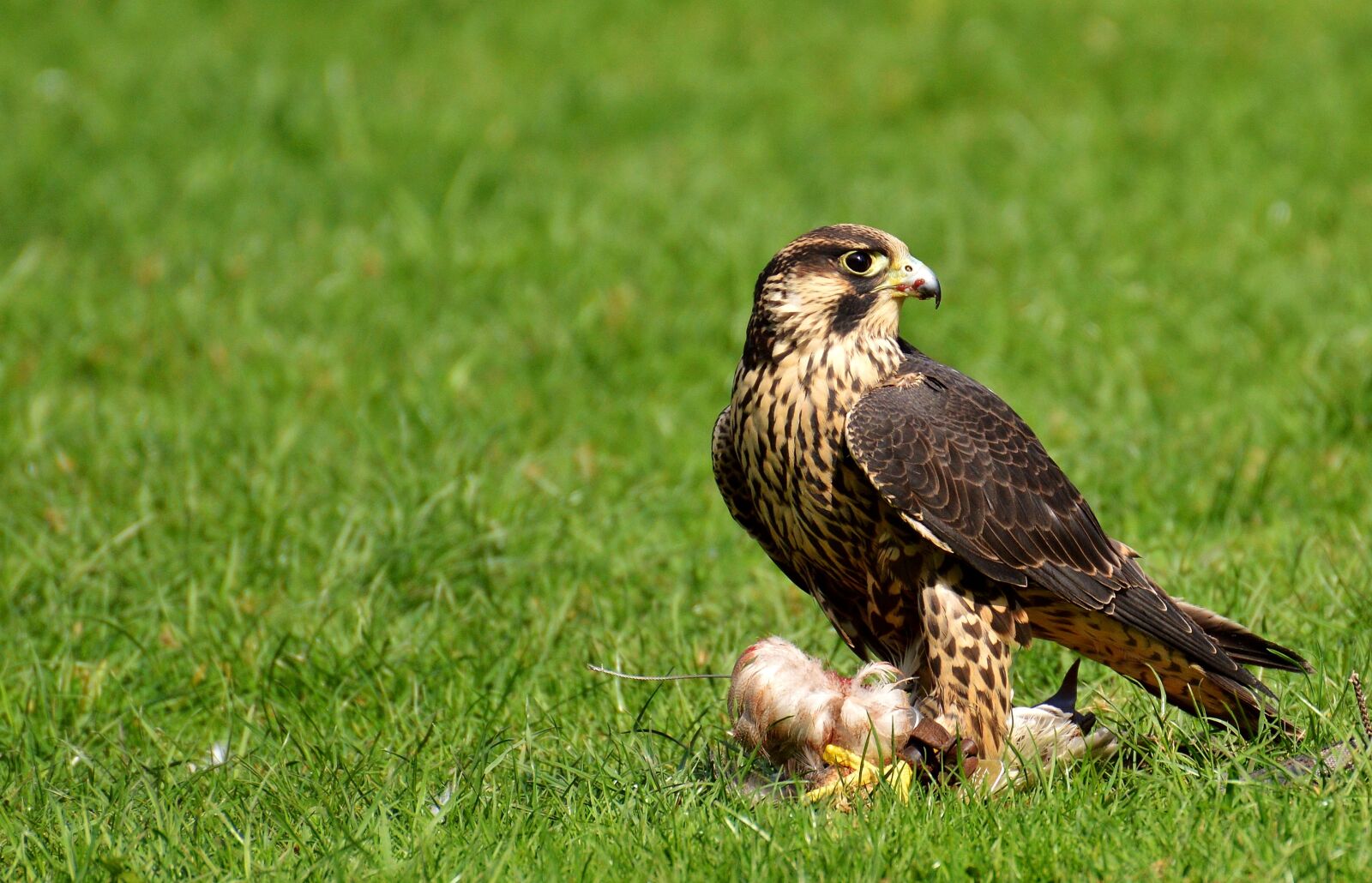 Nikon D3200 sample photo. Falcon, bird, prey photography