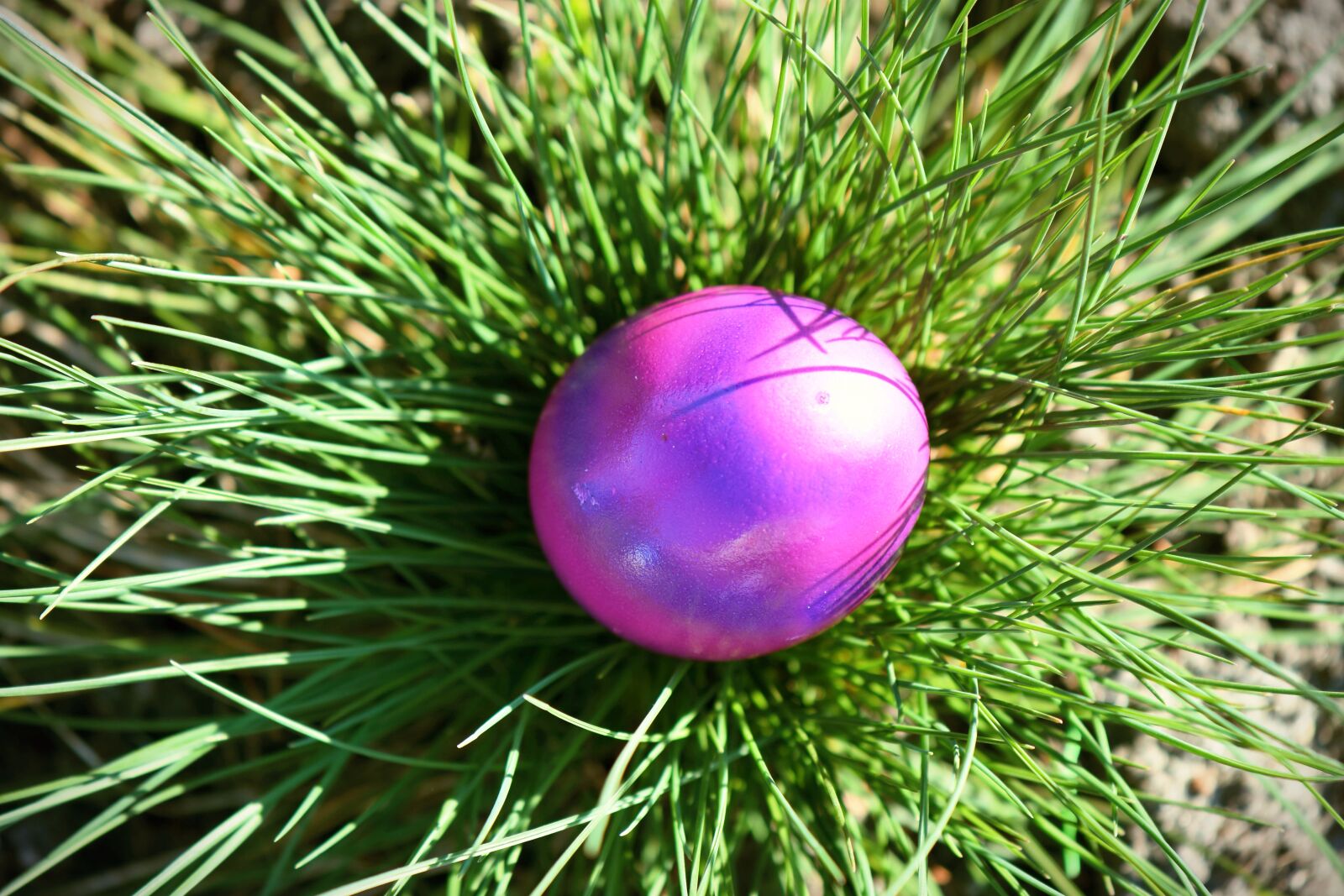 Nikon D5600 sample photo. Easter easter egg, grass photography