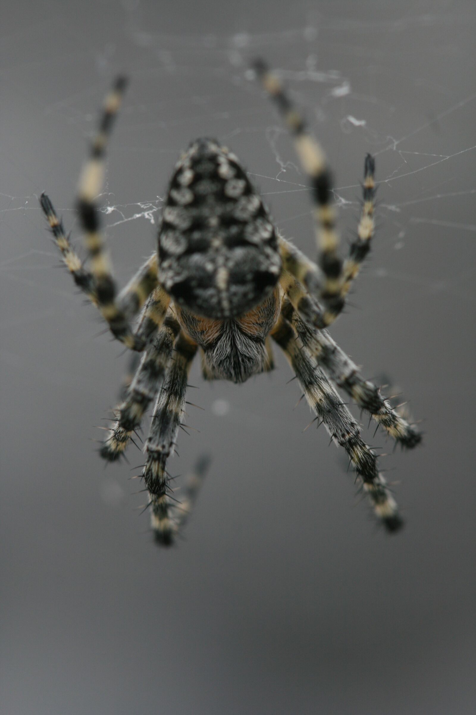 Canon EOS 400D (EOS Digital Rebel XTi / EOS Kiss Digital X) sample photo. Spider, insect, nature photography