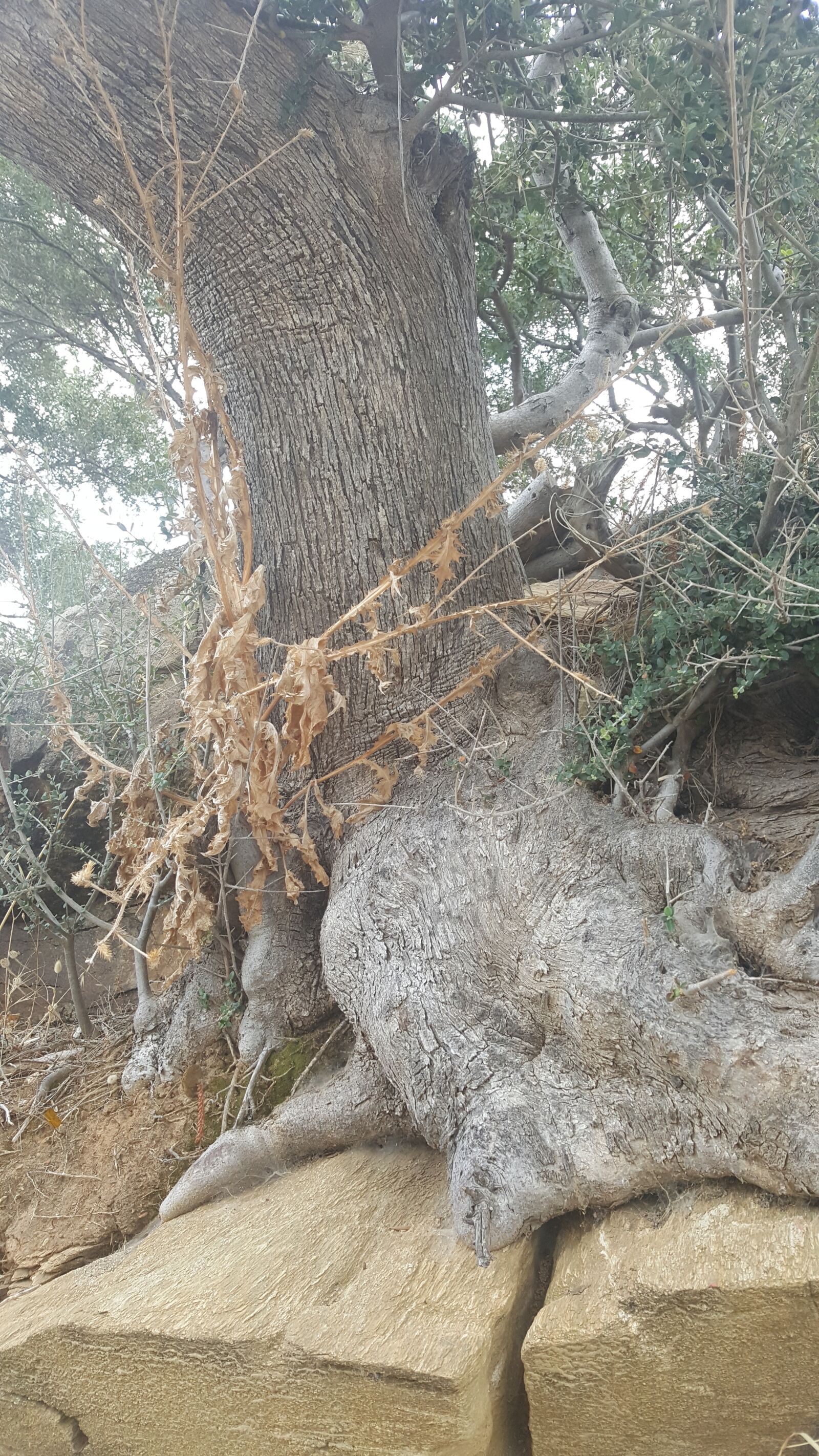 Samsung Galaxy S6 sample photo. Old tree, rocks, nature photography