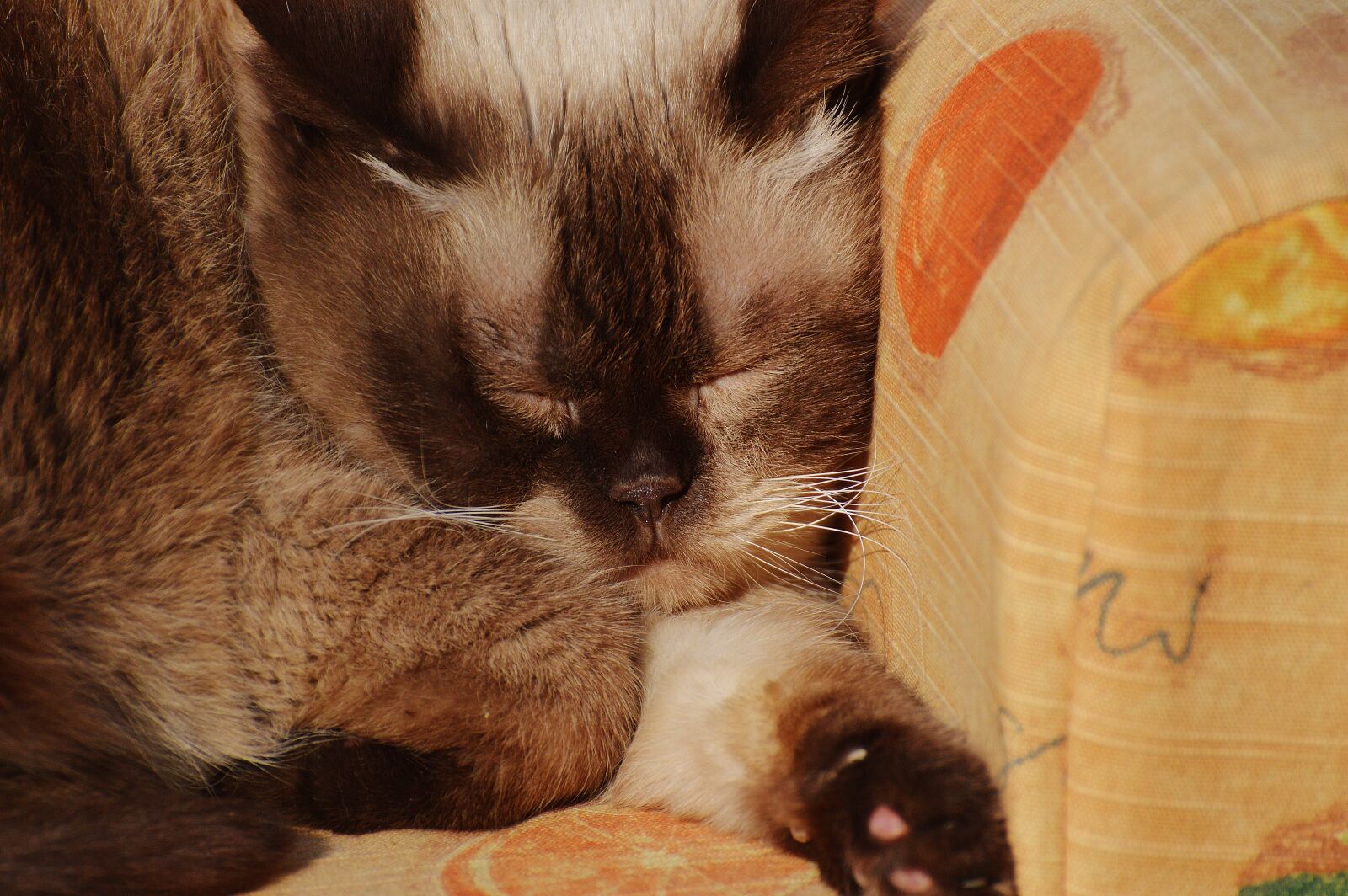Nikon D3200 sample photo. Cat, british shorthair, sleep photography