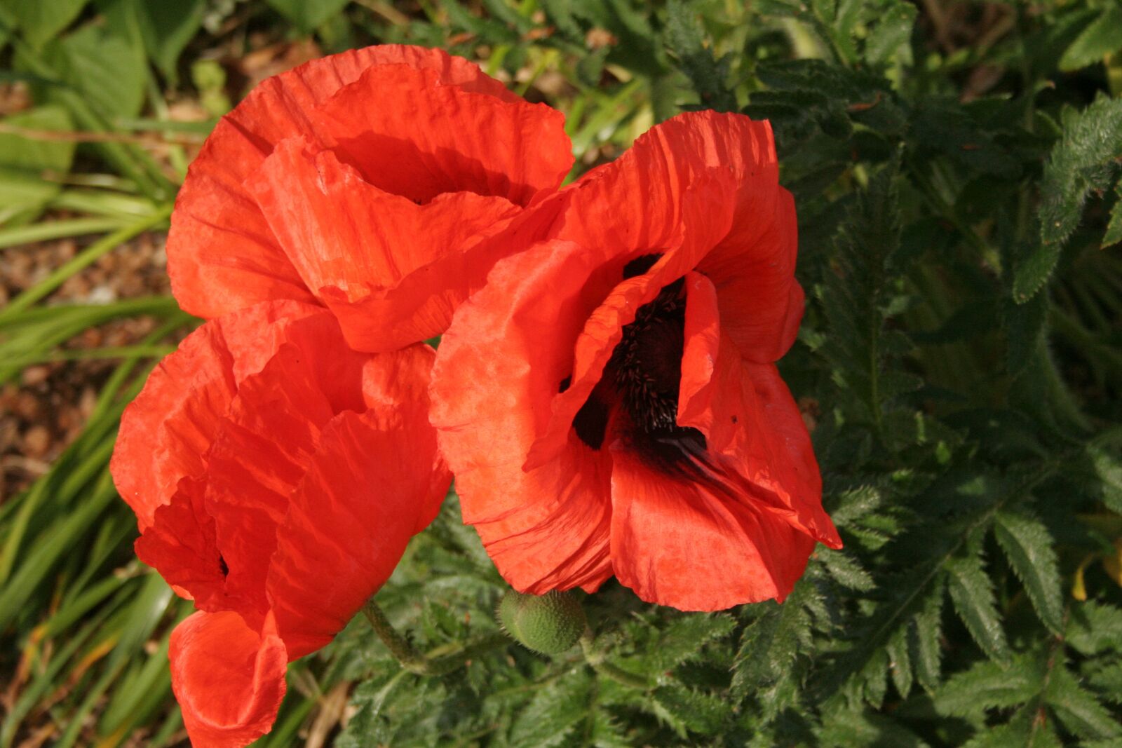 Canon EOS 350D (EOS Digital Rebel XT / EOS Kiss Digital N) sample photo. Poppy, herbaceous, papaveroideae photography