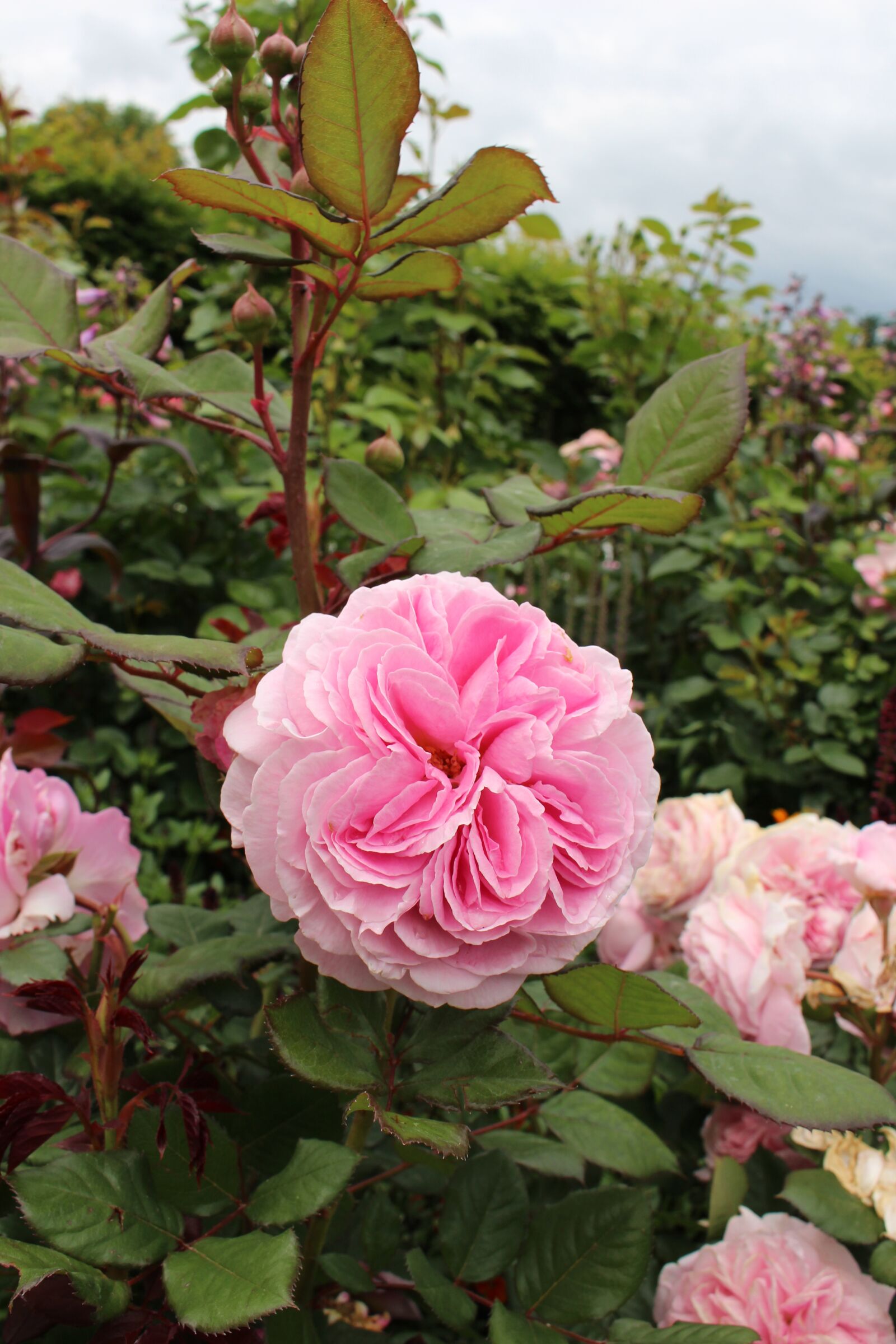 Canon EOS 700D (EOS Rebel T5i / EOS Kiss X7i) sample photo. Rose, rose pink, garden photography