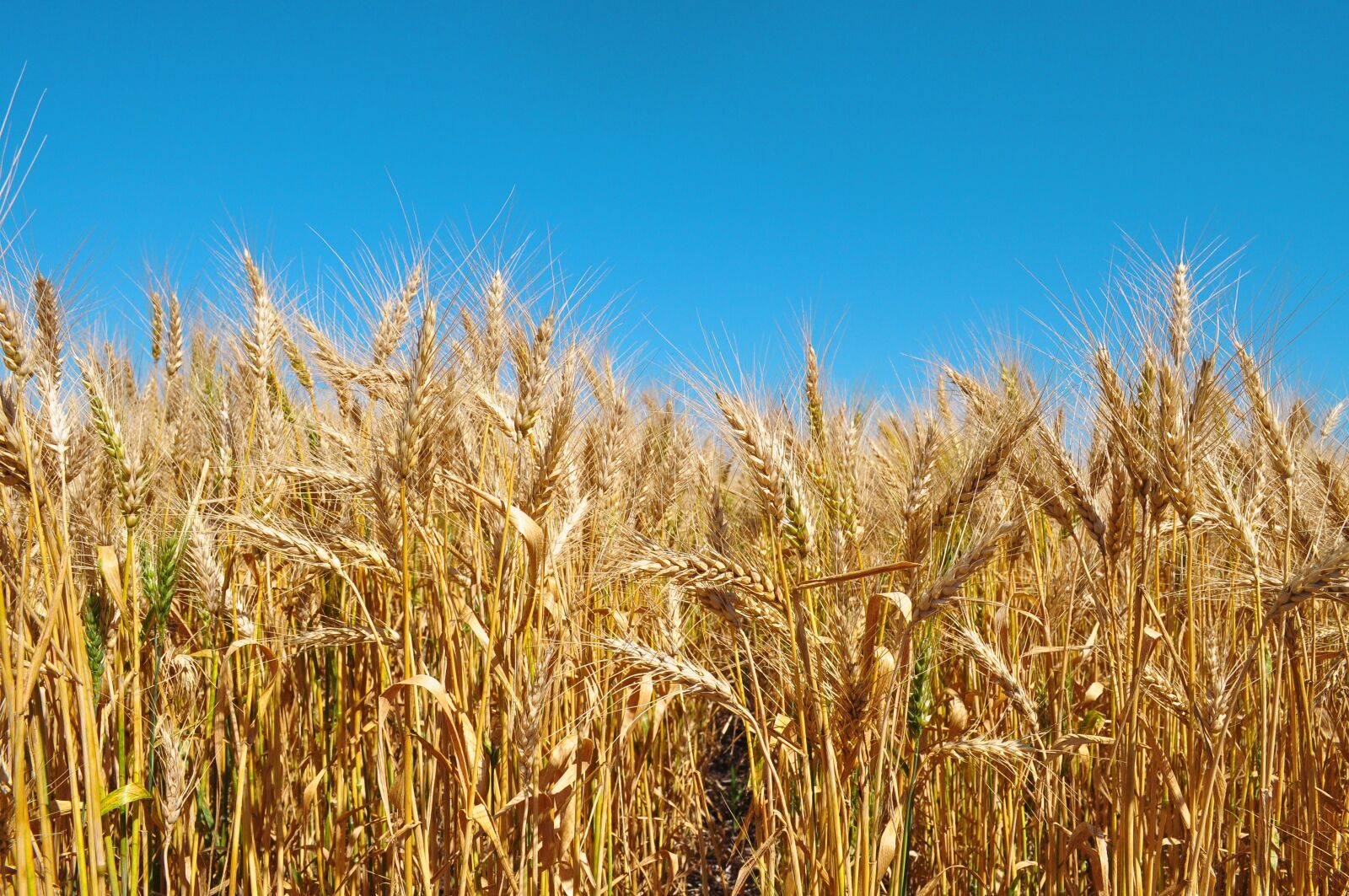 Nikon D5000 sample photo. Agriculture, wheat, harvest photography