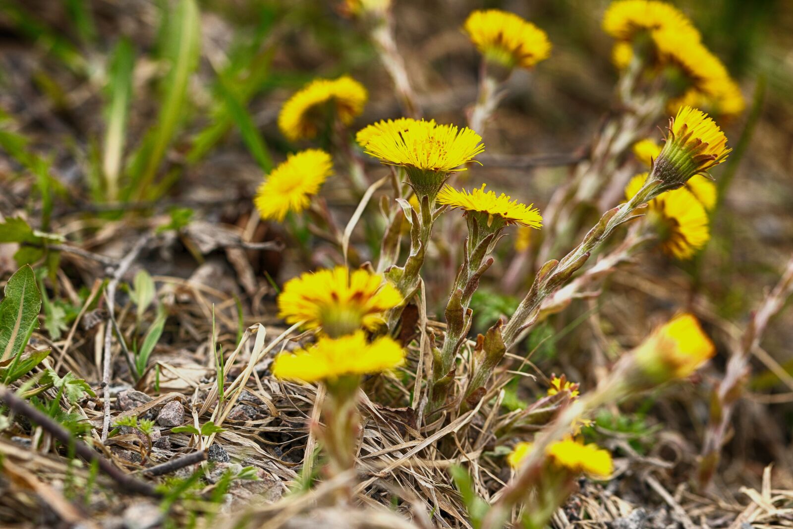 Canon EOS 7D Mark II sample photo. Nature, flora, flower photography