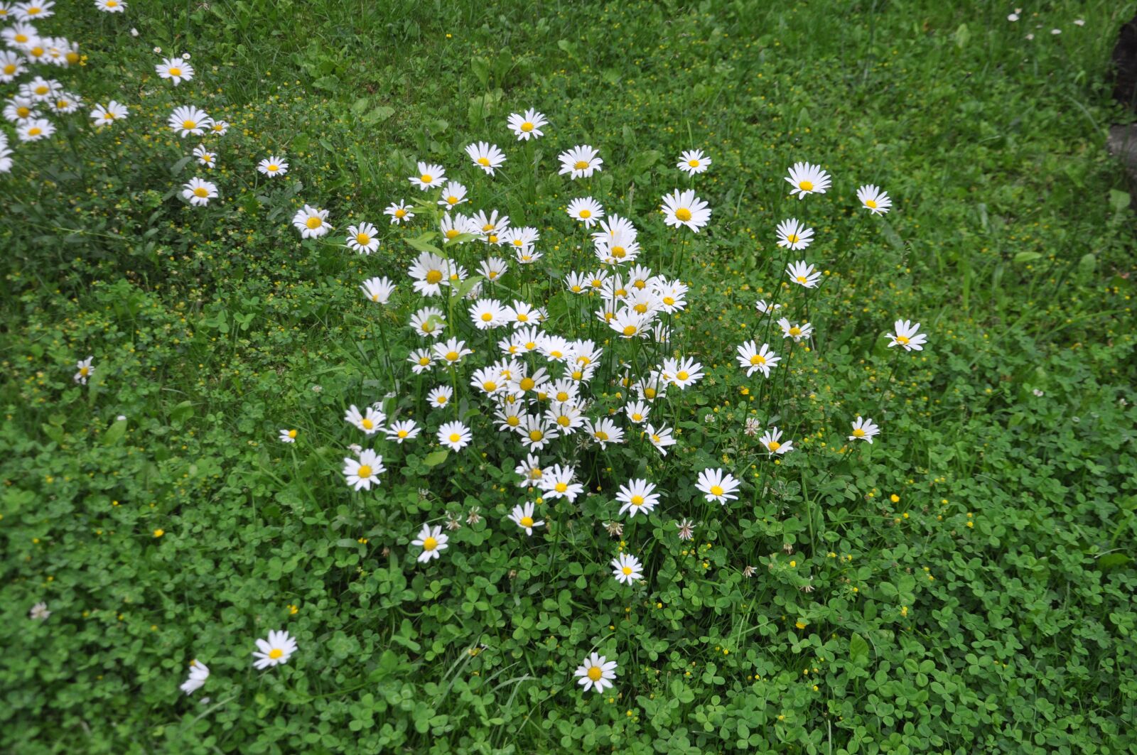 Nikon D5000 sample photo. Marga renon, large daisies photography