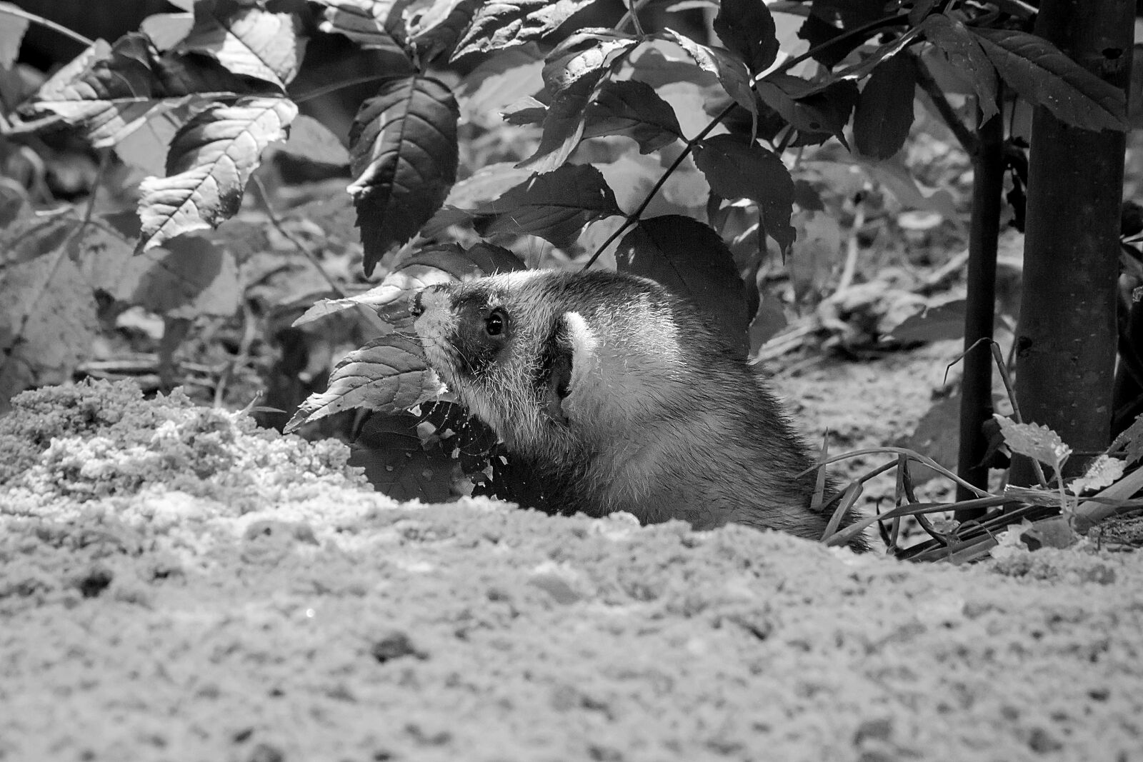 Nikon D3200 sample photo. Iltis, ferret, mustelids photography