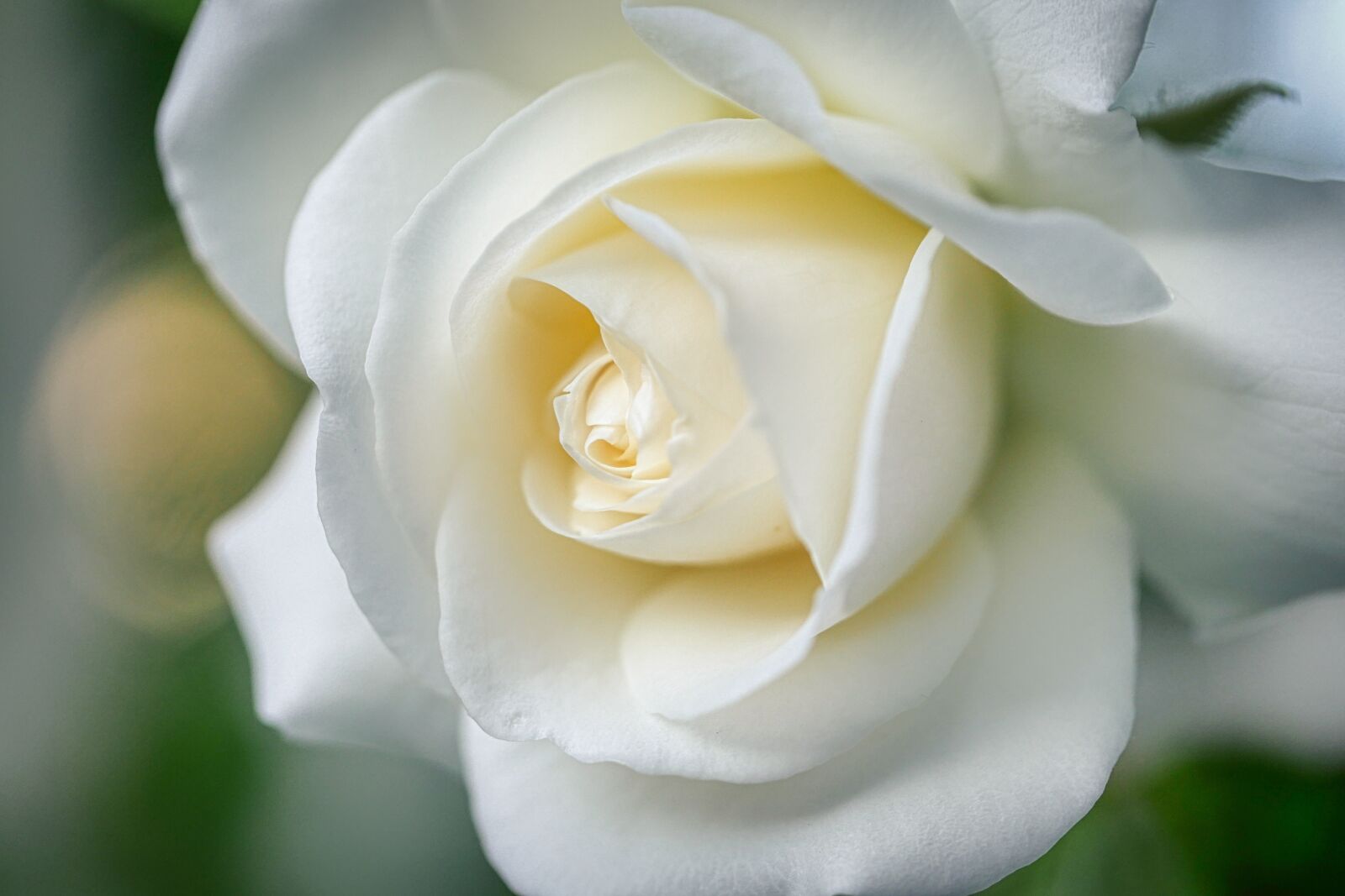Panasonic Lumix DMC-GX8 sample photo. Rose, white, blossom photography