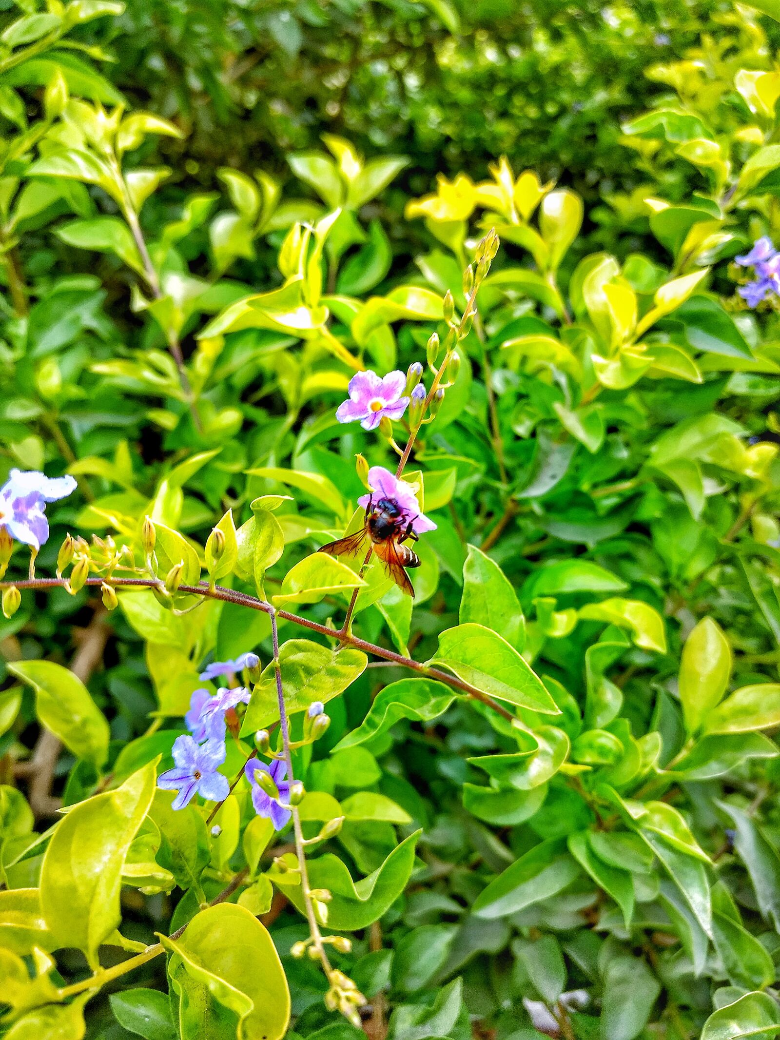 Motorola Moto G (4) sample photo