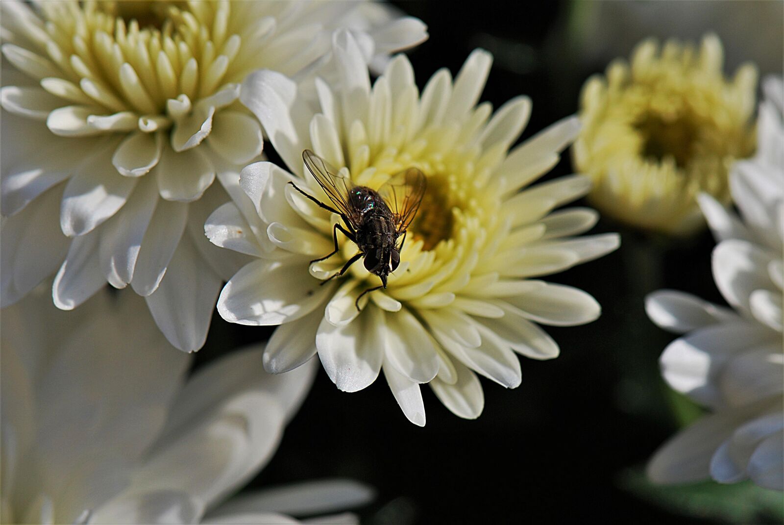 Nikon D80 sample photo. Blossom, bloom, fly photography