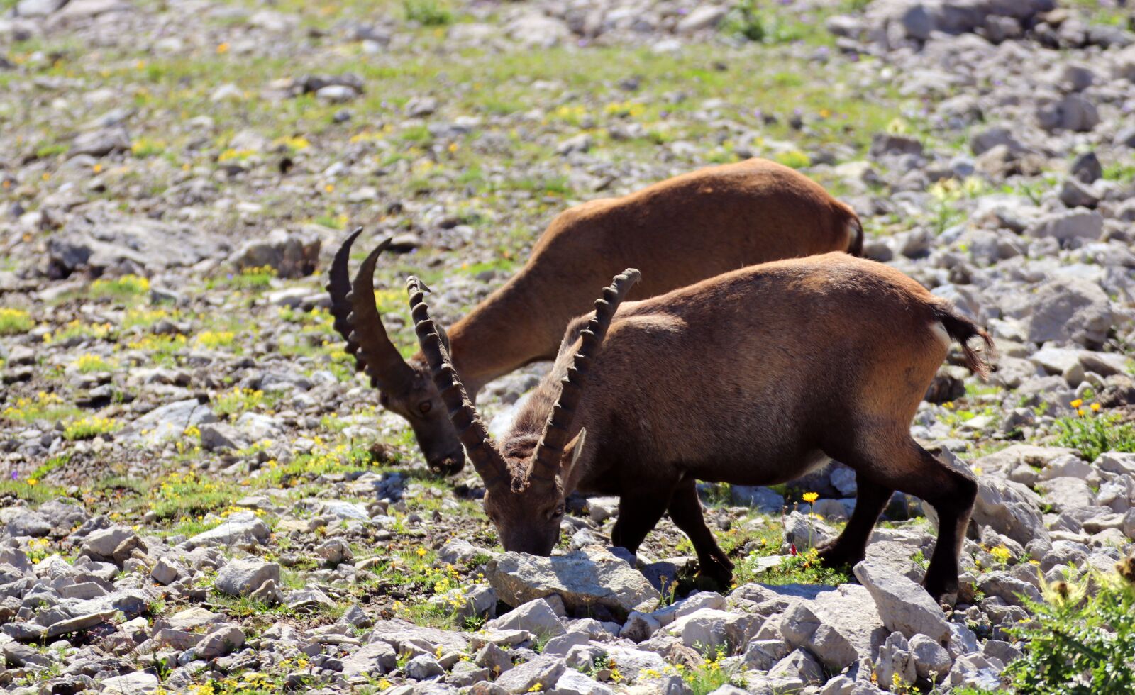 Canon EOS 80D sample photo. Ibex, allgäu, alpine photography