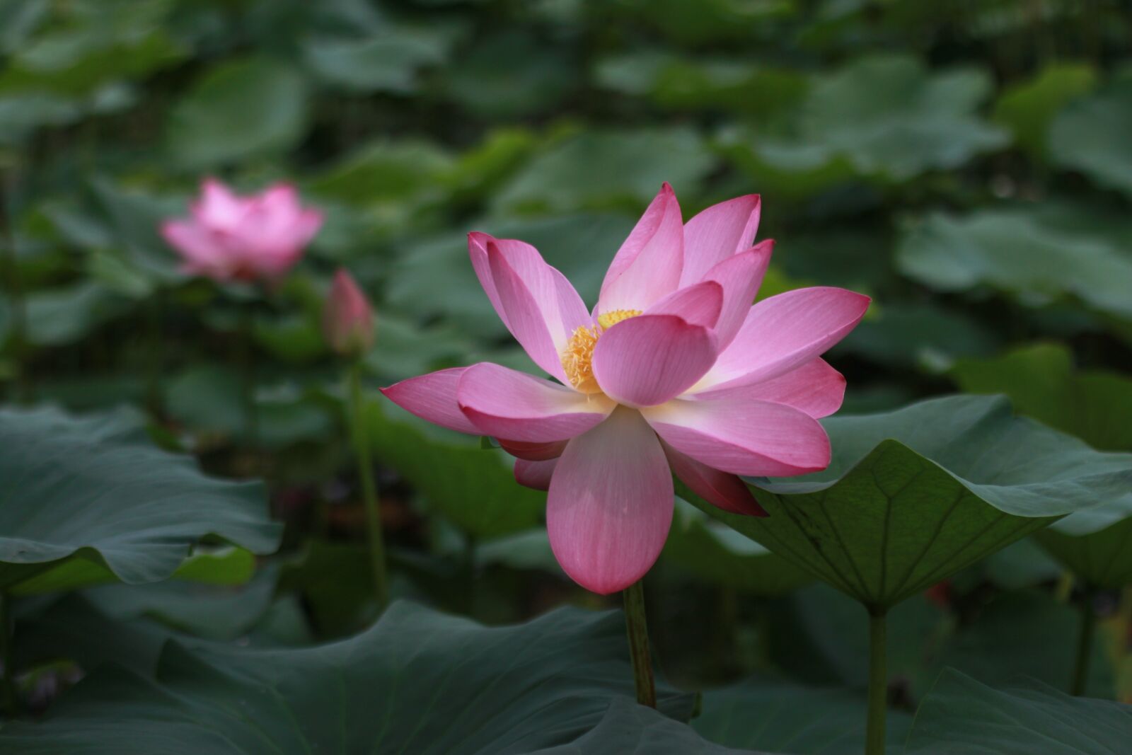 Canon EOS 500D (EOS Rebel T1i / EOS Kiss X3) sample photo. Lotus, water lilies, nature photography