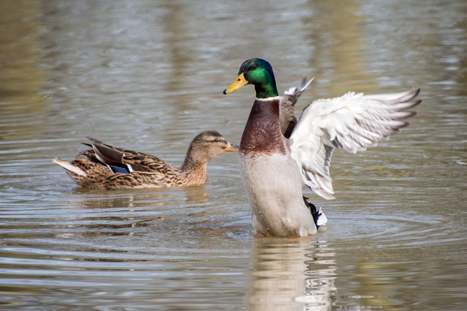 Nikon D500 sample photo. Duck, mallard, wing photography