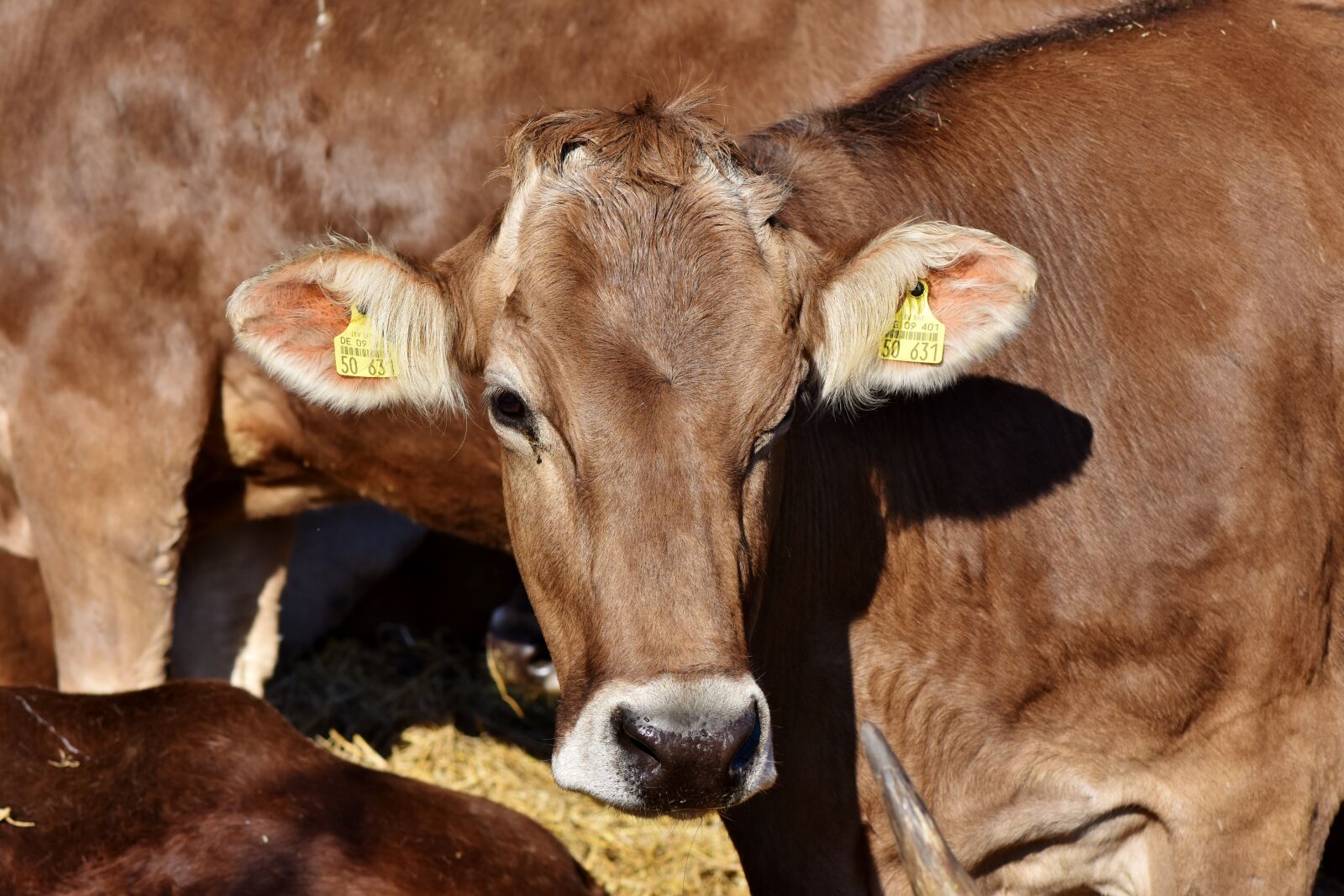 Nikon D7200 sample photo. Cow, bull, beef photography