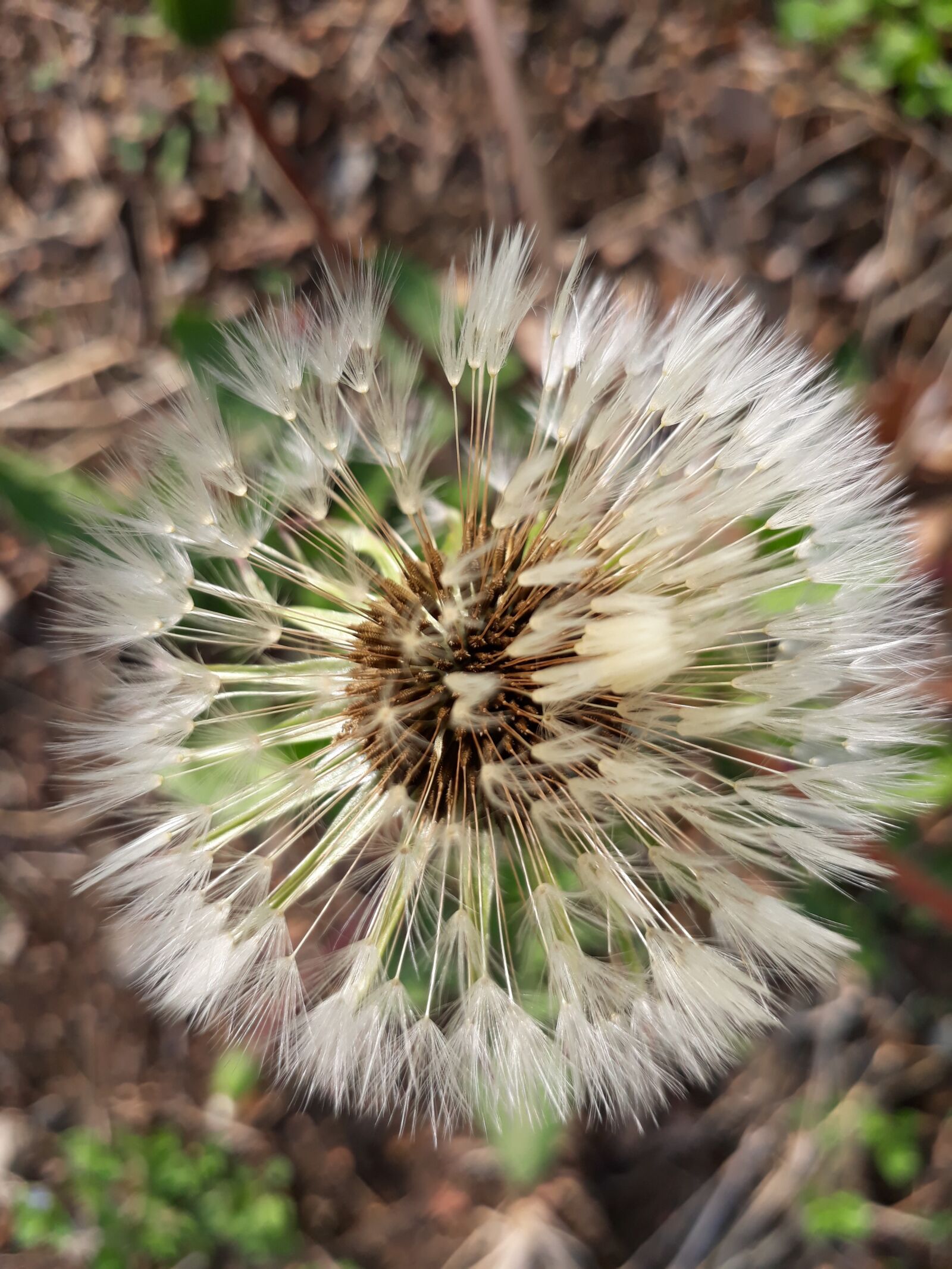 Samsung Galaxy On7(2016) sample photo. Dandelion, mr hall, dandelion photography