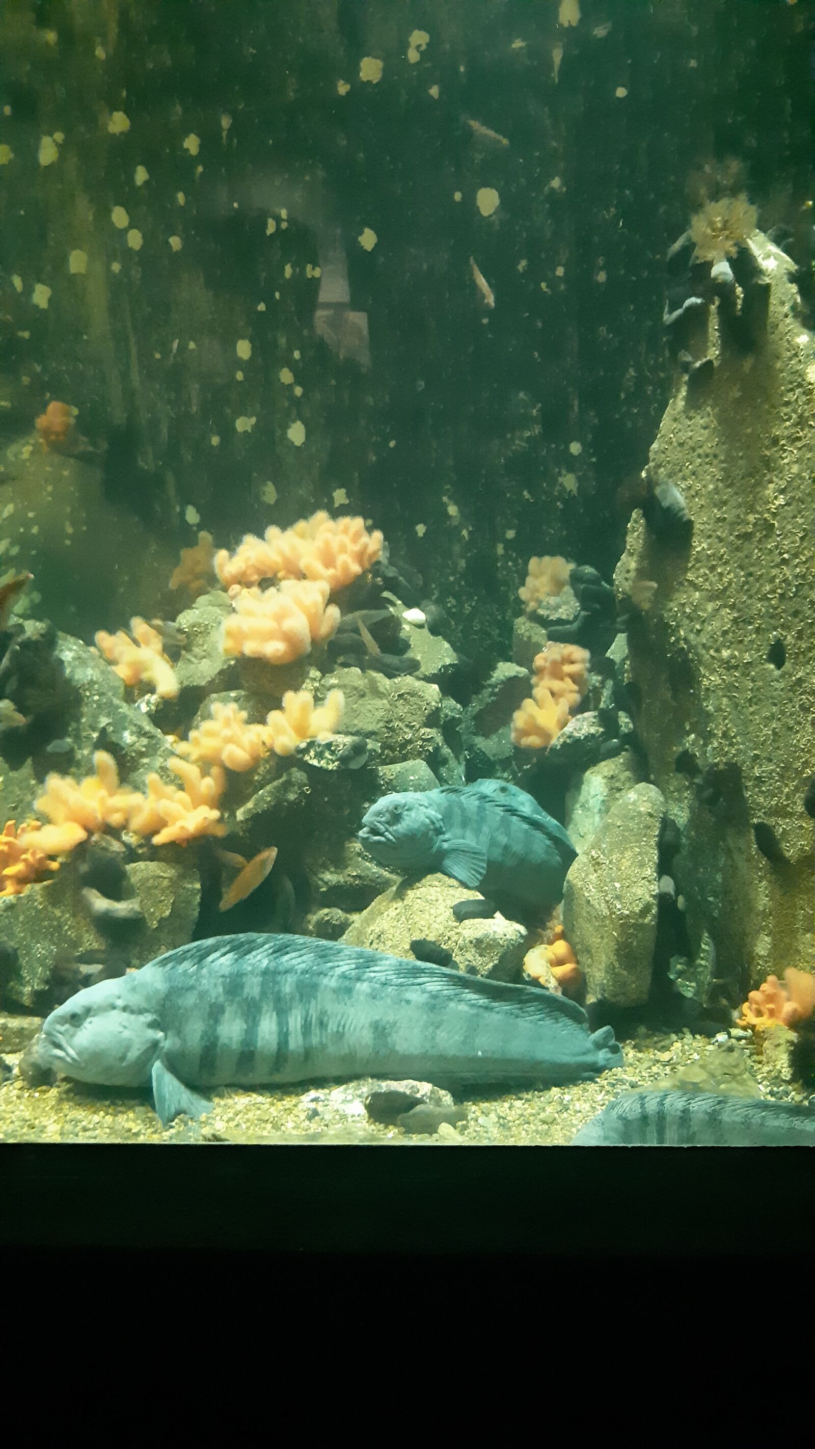 Samsung Galaxy A8(2018) sample photo. Fish, fis, gd photography
