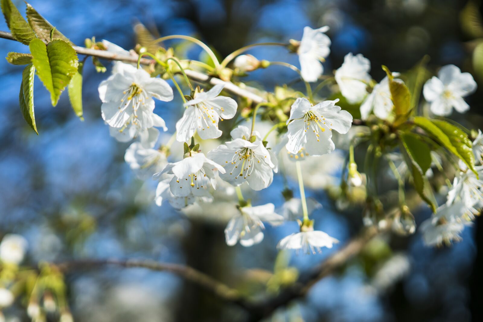 Sigma 30mm F2.8 EX DN sample photo. Cherry tree, cherry blossom photography