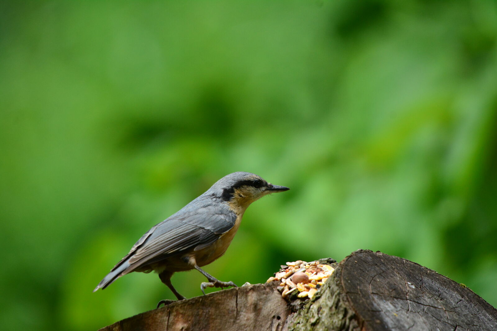 Nikon D7100 sample photo