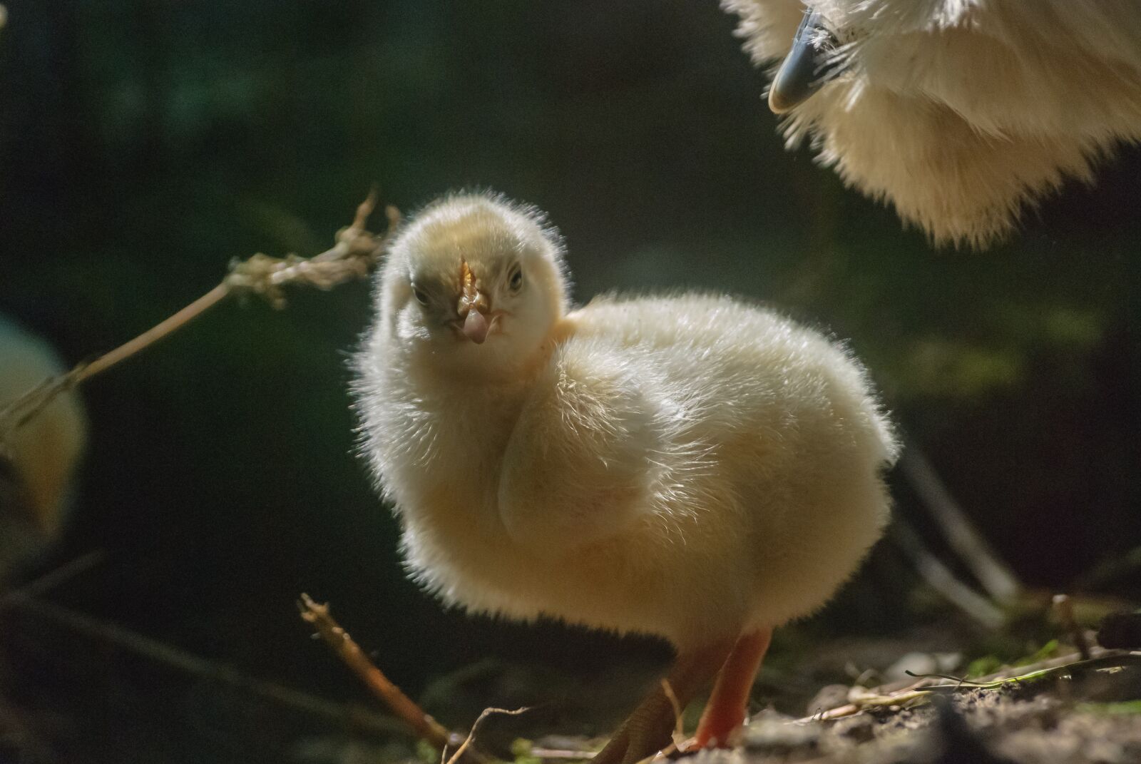 Nikon D80 sample photo. Chick, yellow, animal photography