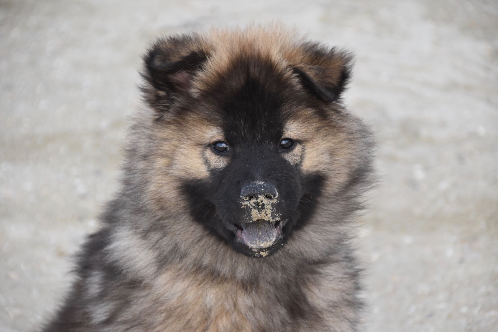 Nikon D5600 sample photo. Dog, young bitch, dog photography