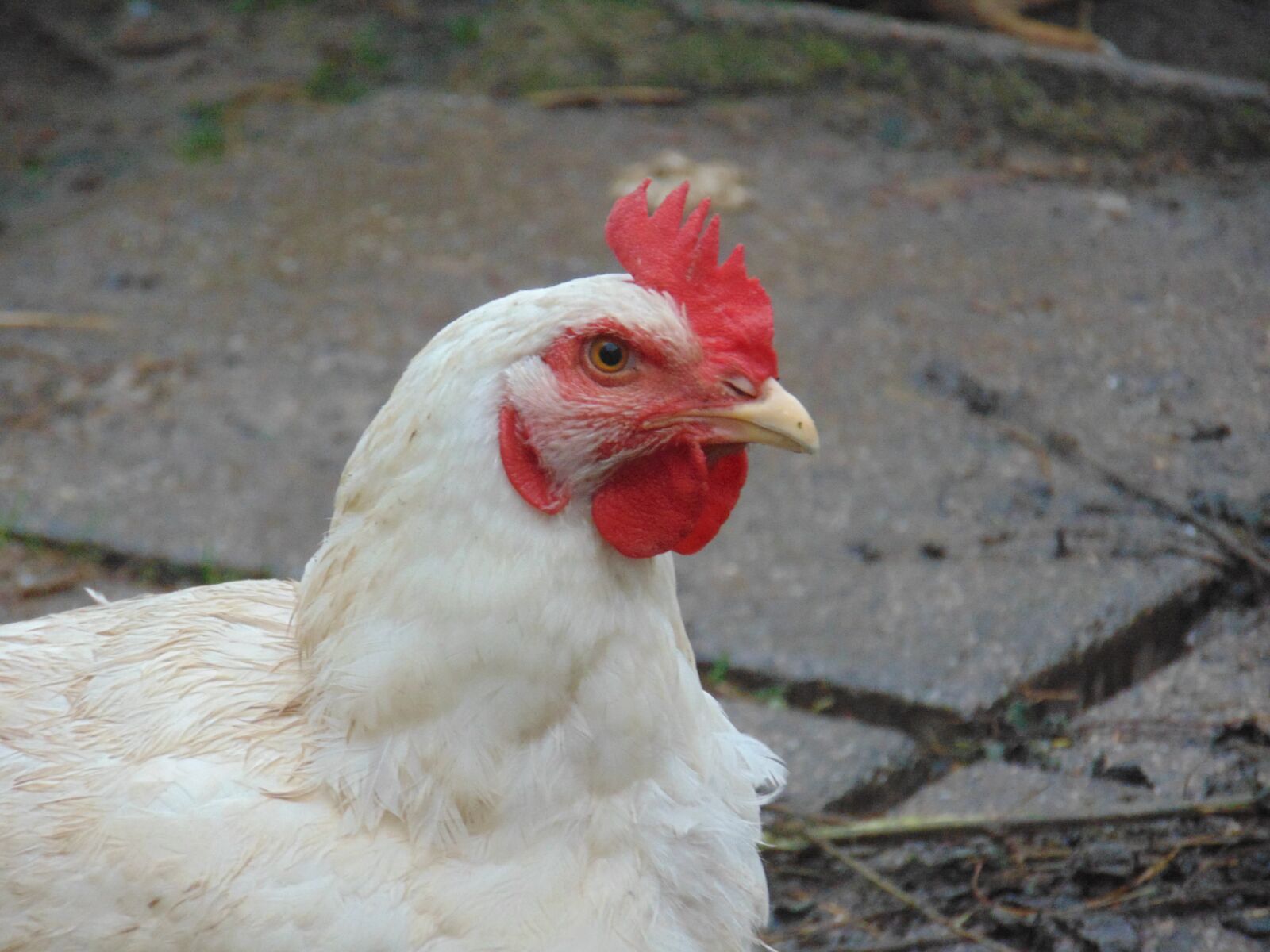 Sony Cyber-shot DSC-H300 sample photo. Chicken, hof, village life photography