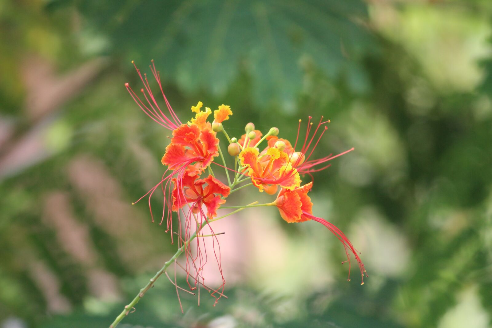 Canon EOS 1200D (EOS Rebel T5 / EOS Kiss X70 / EOS Hi) sample photo. Flower, red, nature photography