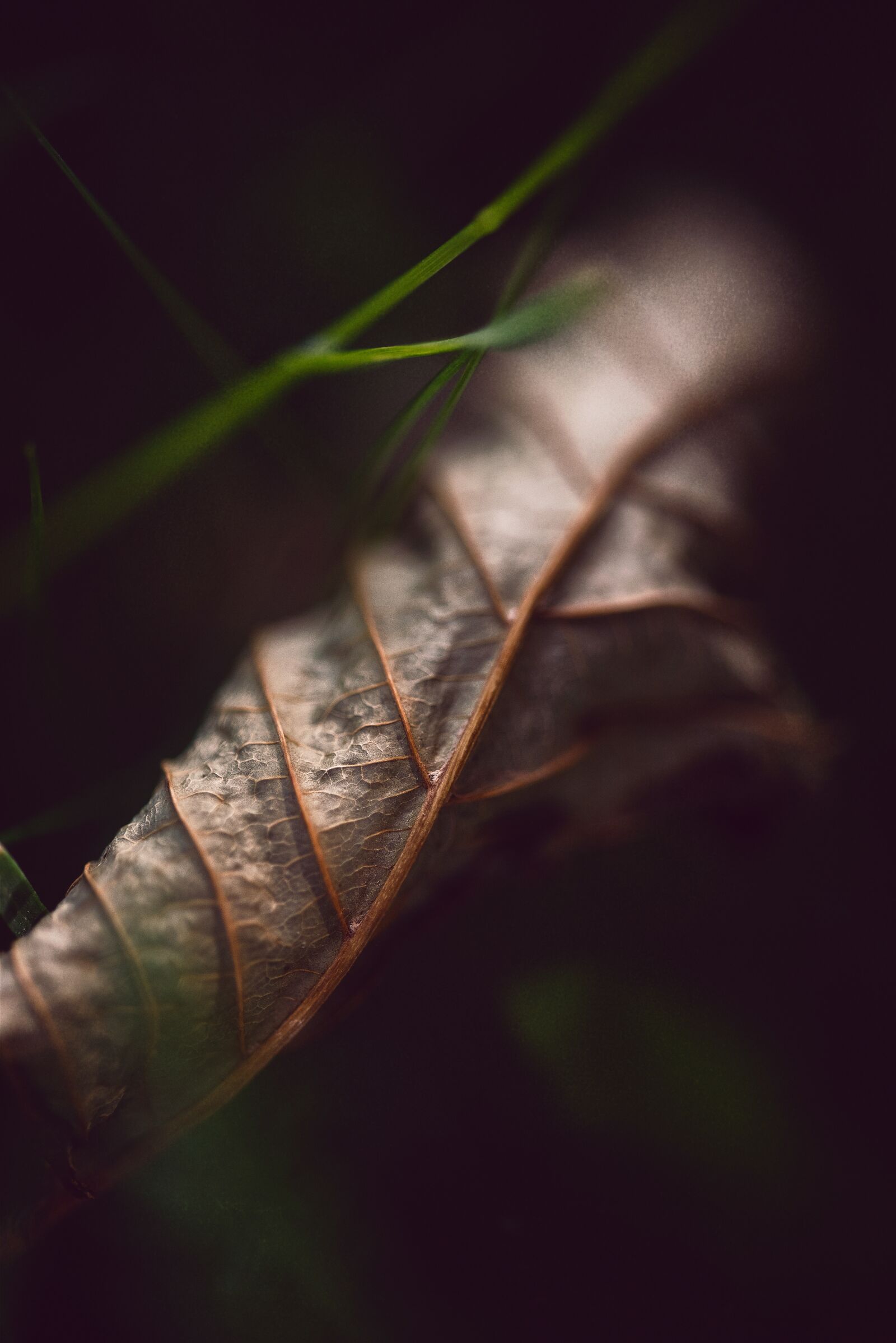 Nikon D750 sample photo. Dry leaf, dry, macro photography