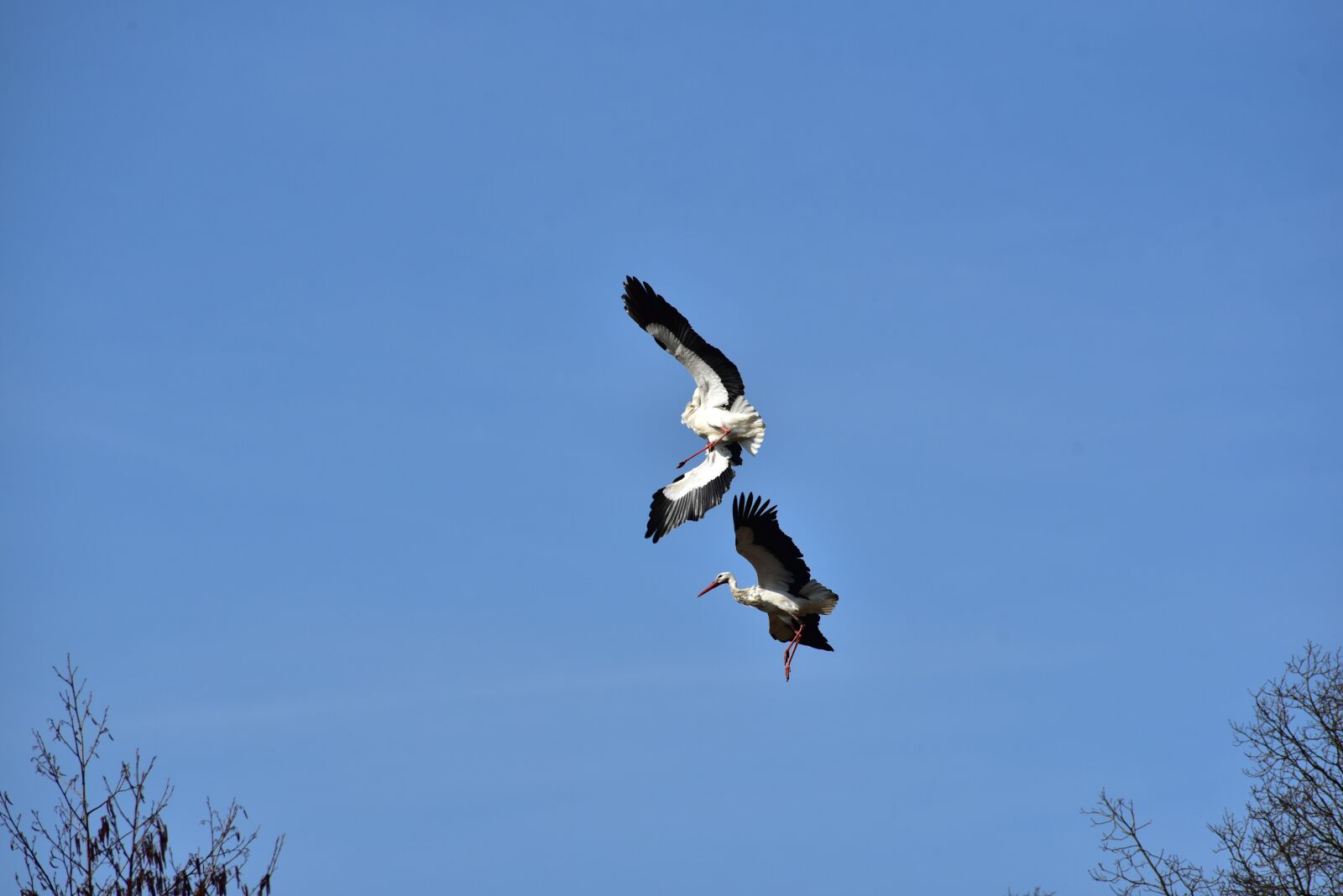 Nikon D750 sample photo. Stork, sky, flying photography