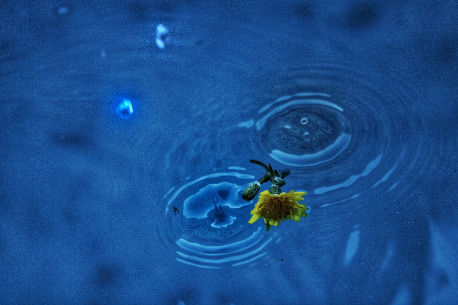 Canon EOS 2000D (EOS Rebel T7 / EOS Kiss X90 / EOS 1500D) sample photo. Flower, water, nature photography