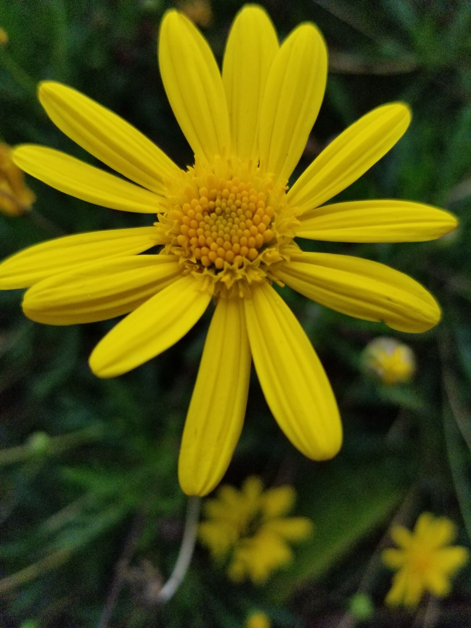 Samsung SM-G955U sample photo. Yellow, flower, daisy photography