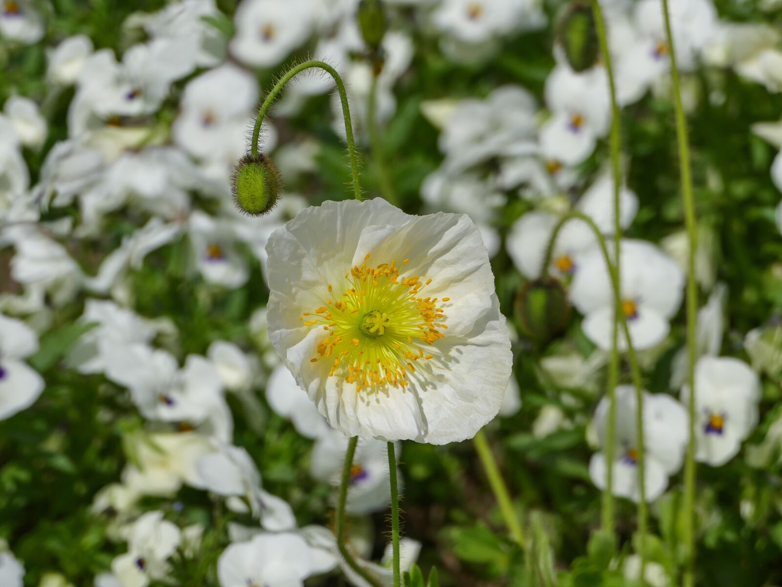Panasonic Lumix DMC-FZ1000 sample photo. White flower, white pansy photography