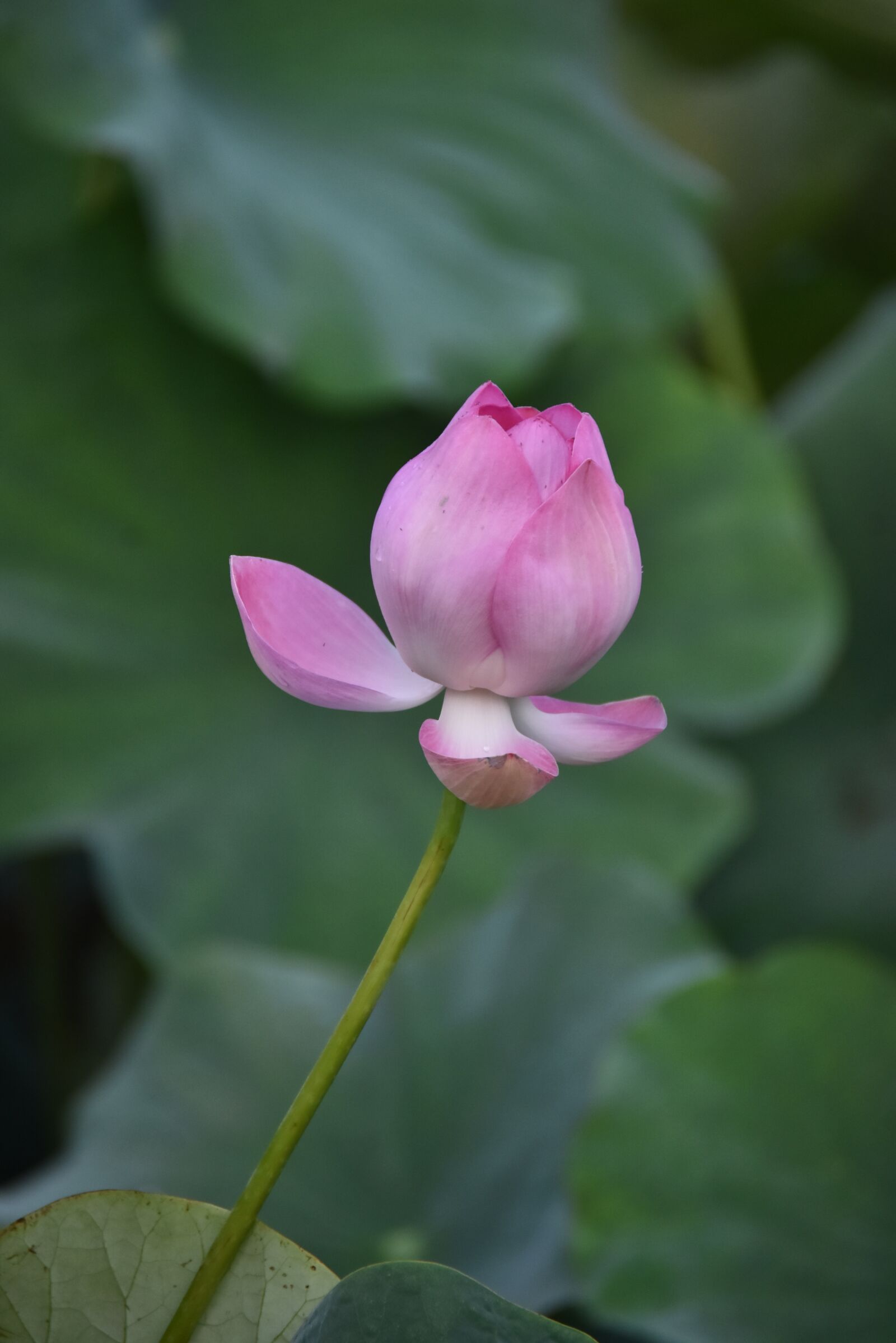 Nikon D7200 sample photo. Lotus, bud, flower photography