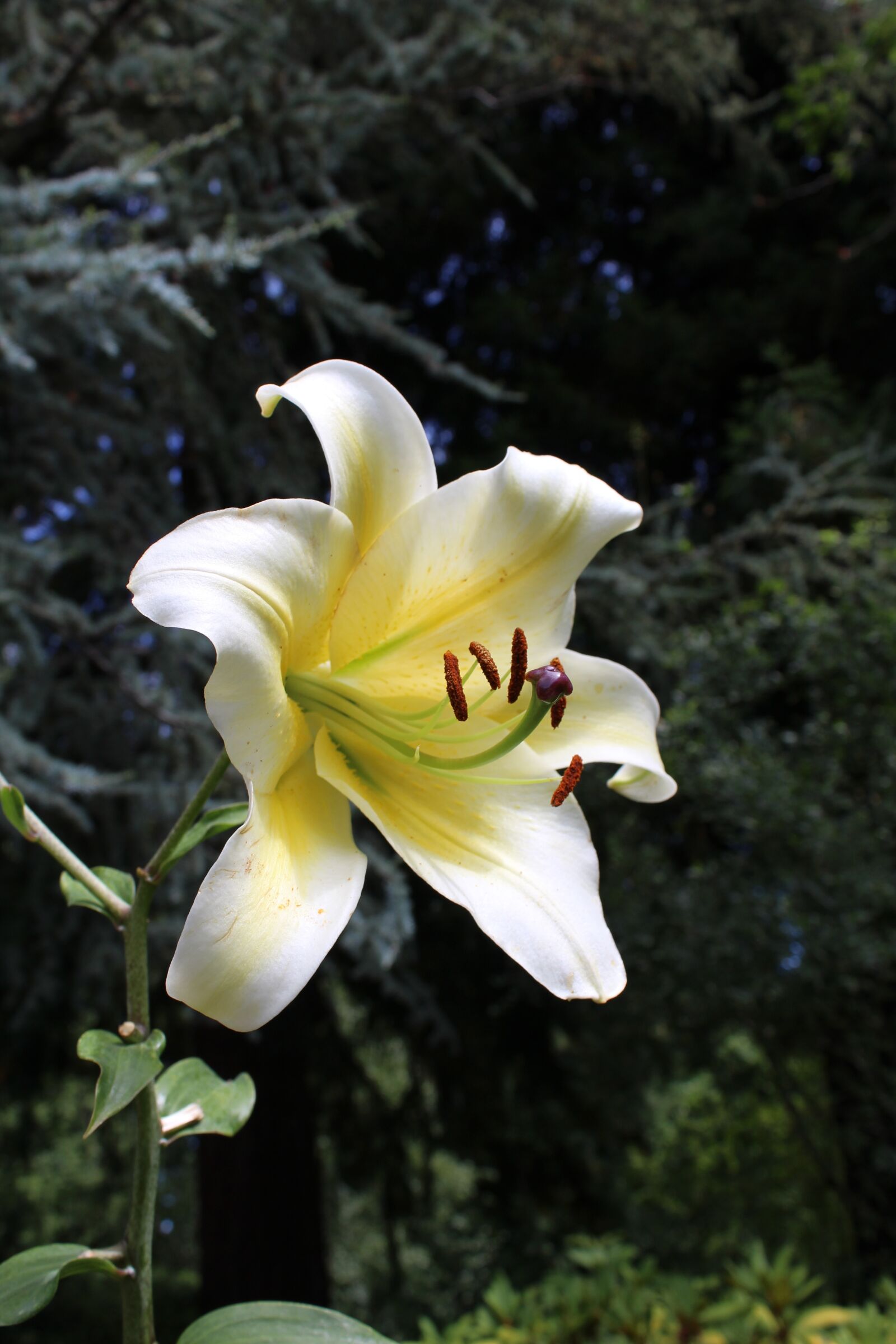 Canon EOS 1200D (EOS Rebel T5 / EOS Kiss X70 / EOS Hi) sample photo. Flower, yellow, foreground photography