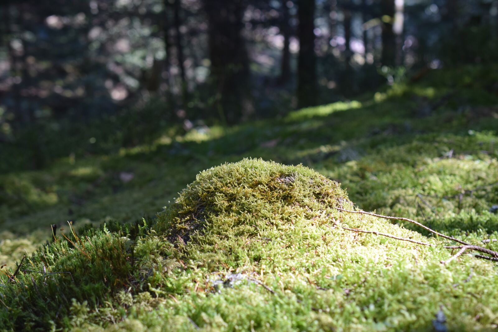 Nikon D5300 sample photo. Nature, lawn, outdoor photography