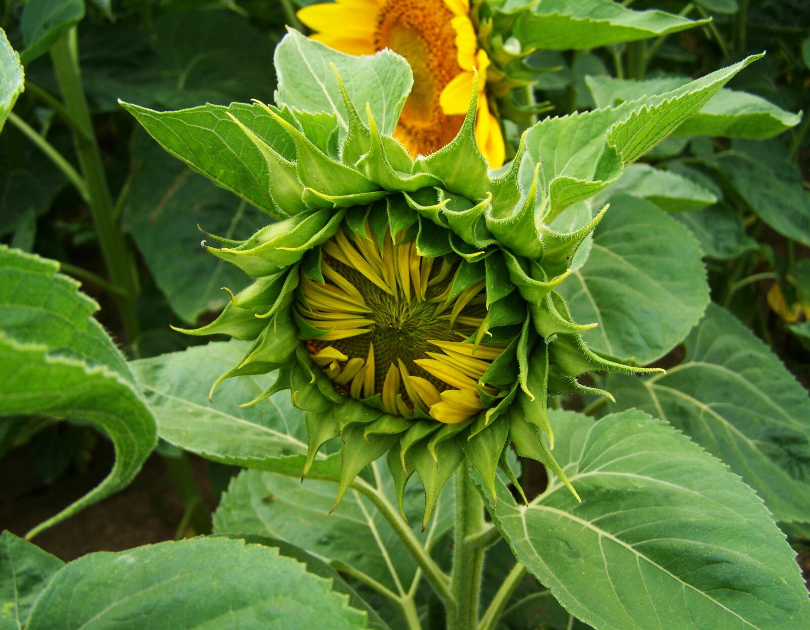Kodak EASYSHARE ZD710 ZOOM DIGITAL CAMERA sample photo. Sunflower, nipple condition, summer photography
