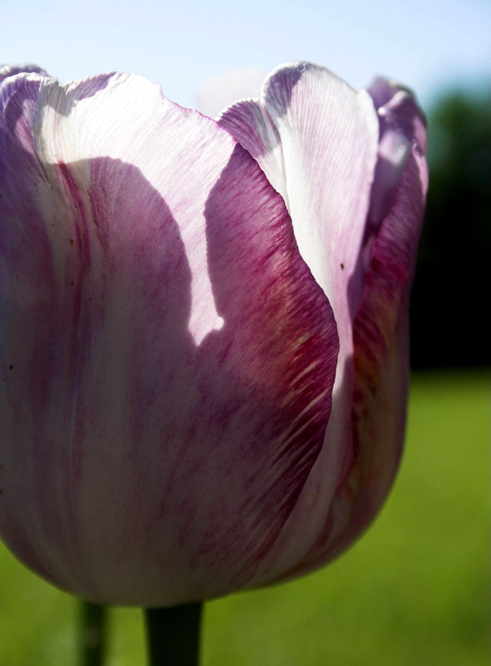 Canon EOS 350D (EOS Digital Rebel XT / EOS Kiss Digital N) sample photo. Tulip, flower, bloom photography