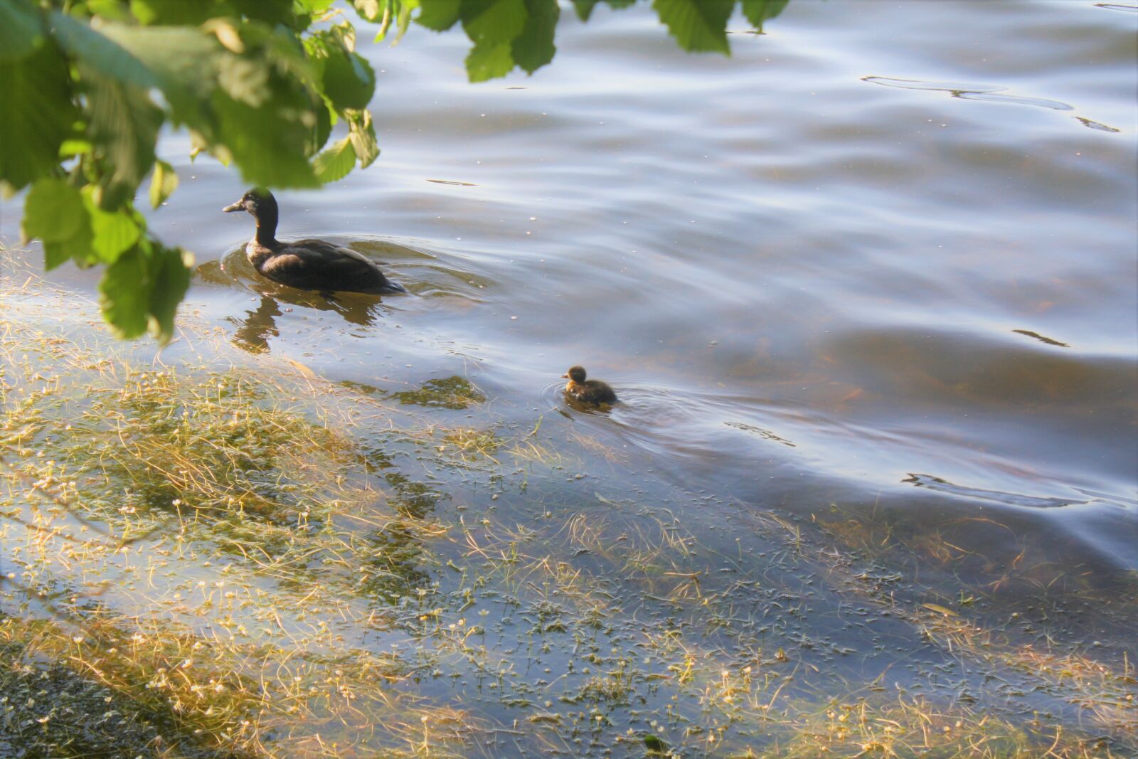 Canon EOS 1000D (EOS Digital Rebel XS / EOS Kiss F) sample photo. Bird, ducks, chicks photography