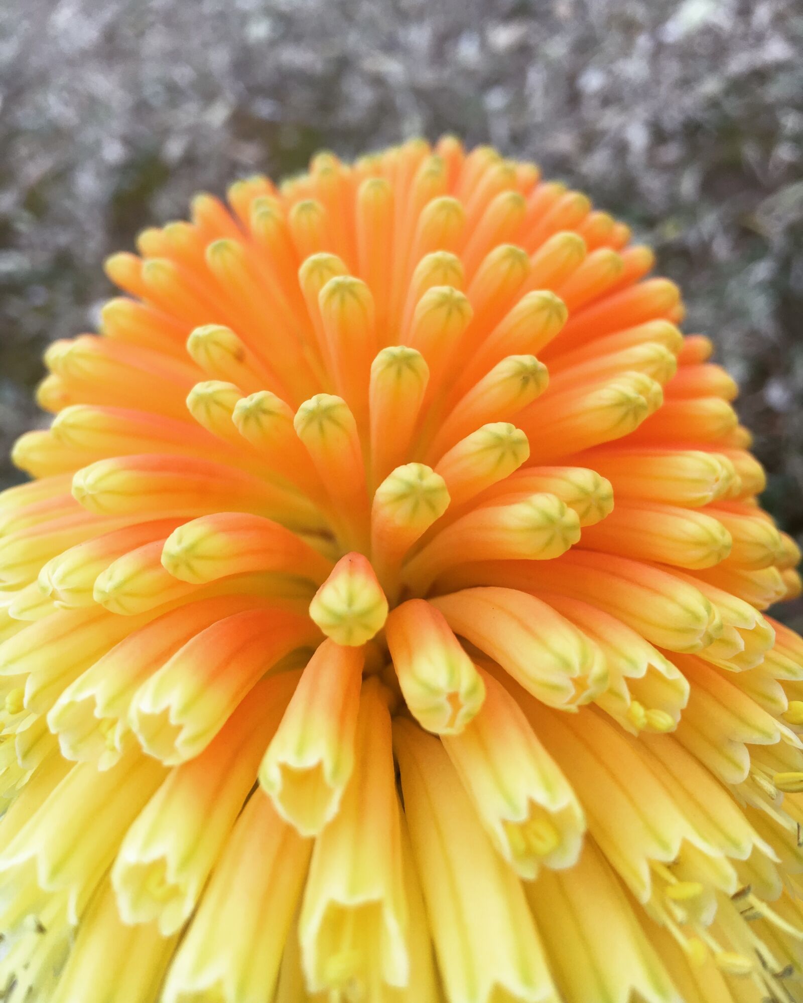 Apple iPhone 6s sample photo. Orange flower, nature, garden photography