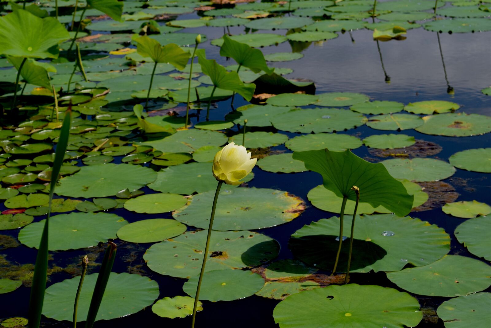 Nikon D3300 sample photo. Flower, yellow, petals photography