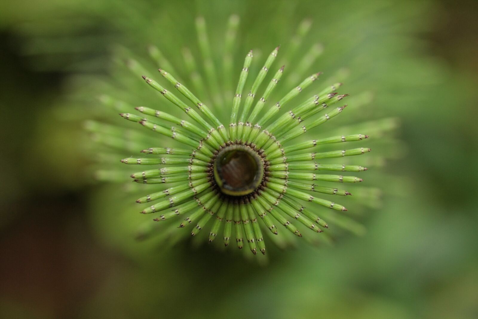 Canon EOS 40D sample photo. Bamboo, spring, green photography