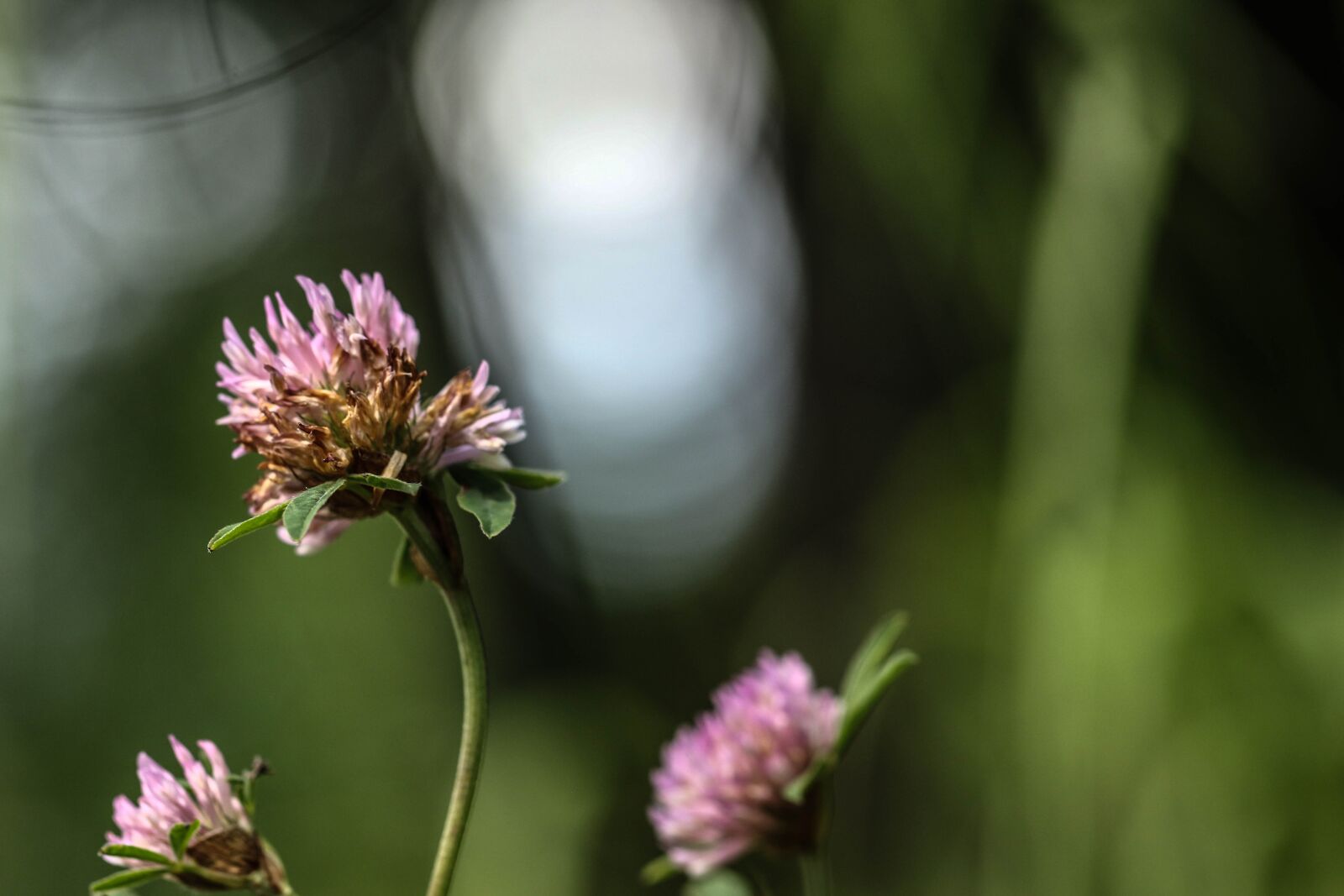 Canon EOS 7D Mark II sample photo. Wildflower, flower, nature photography