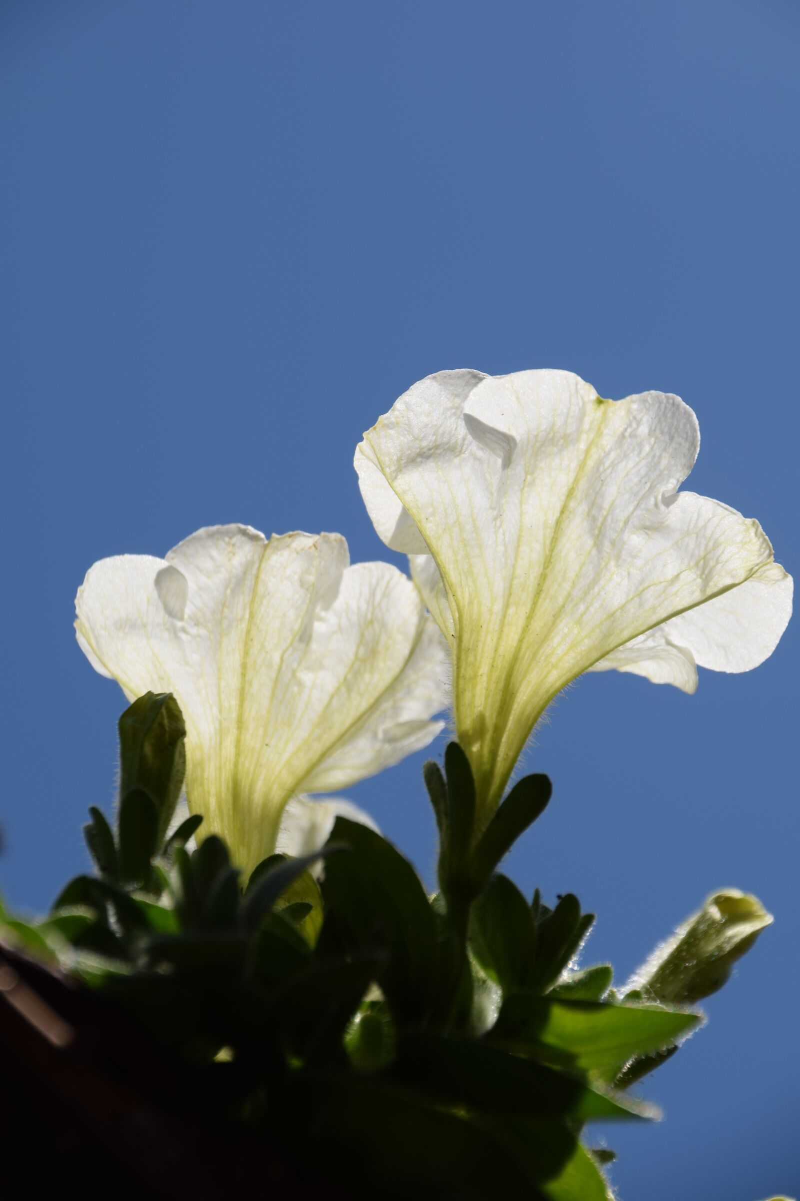 Nikon D3300 sample photo. Flowers, white, blue photography