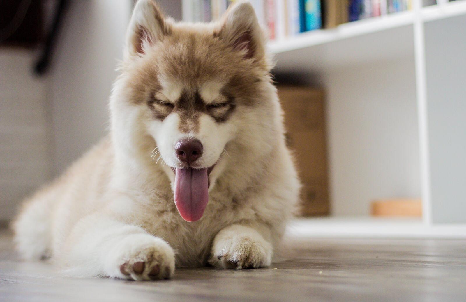 Canon EOS 60D + Canon EF 50mm F1.8 II sample photo. Animal, dog, pet, puppy photography