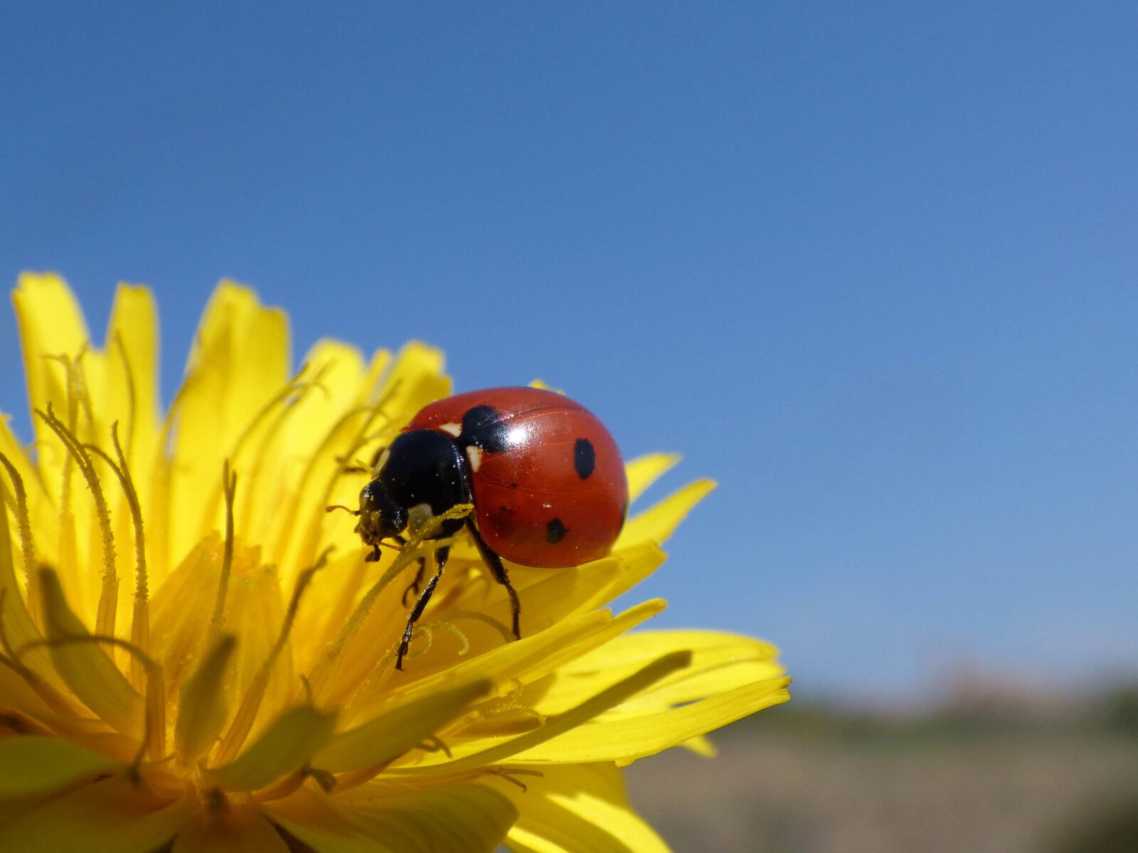 Panasonic Lumix DMC-FZ70 sample photo. Ladybug, flower, dandelion photography
