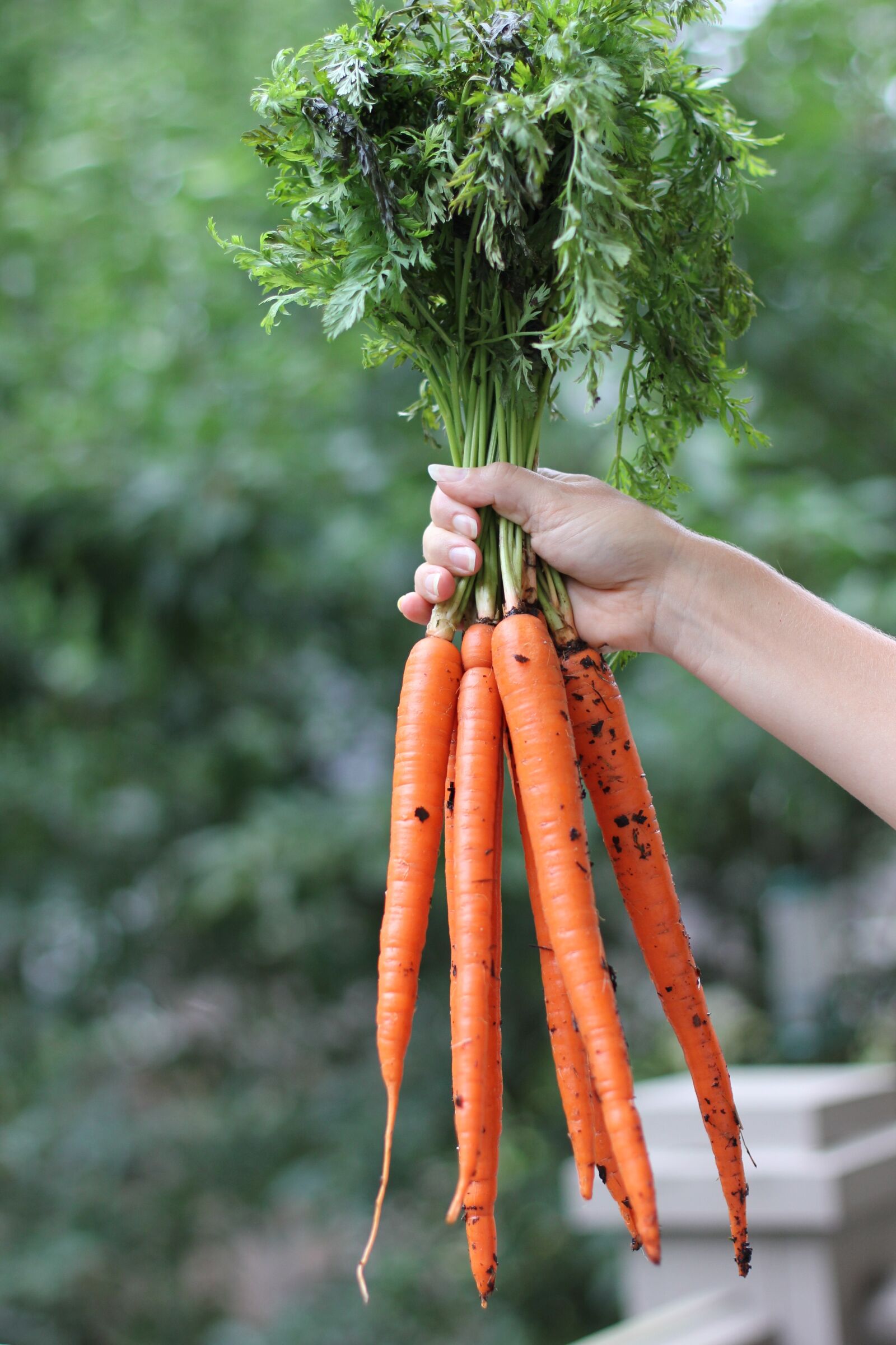 Canon EOS 550D (EOS Rebel T2i / EOS Kiss X4) sample photo. Carrots, root vegetables, fresh photography