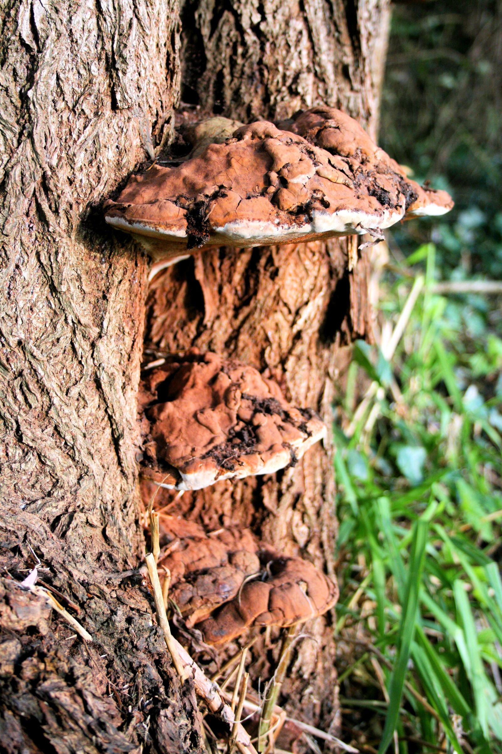 Canon EOS 400D (EOS Digital Rebel XTi / EOS Kiss Digital X) sample photo. Agaric, tree, mushroom photography