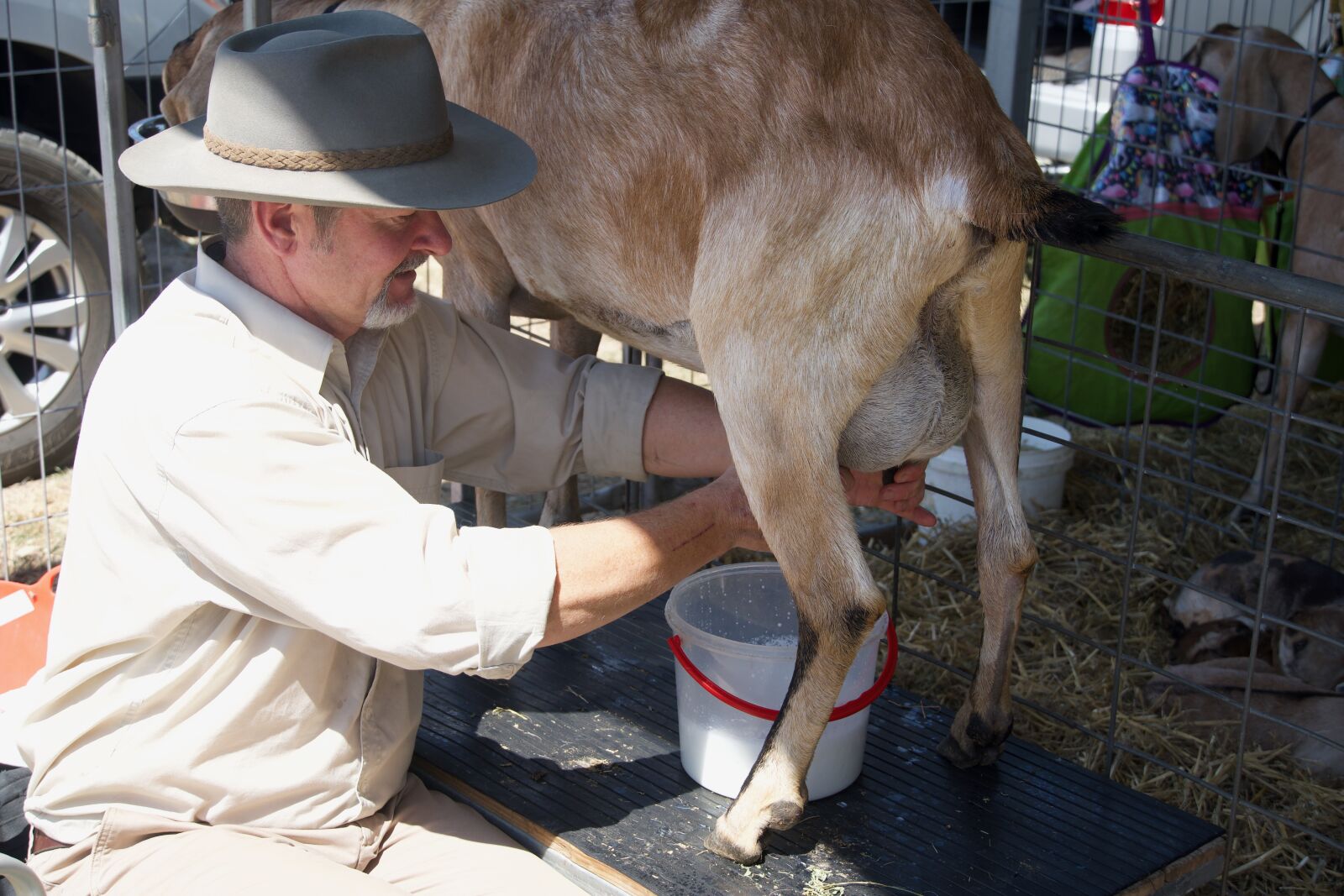 Sony a6500 sample photo. Milking, goats, cheese photography