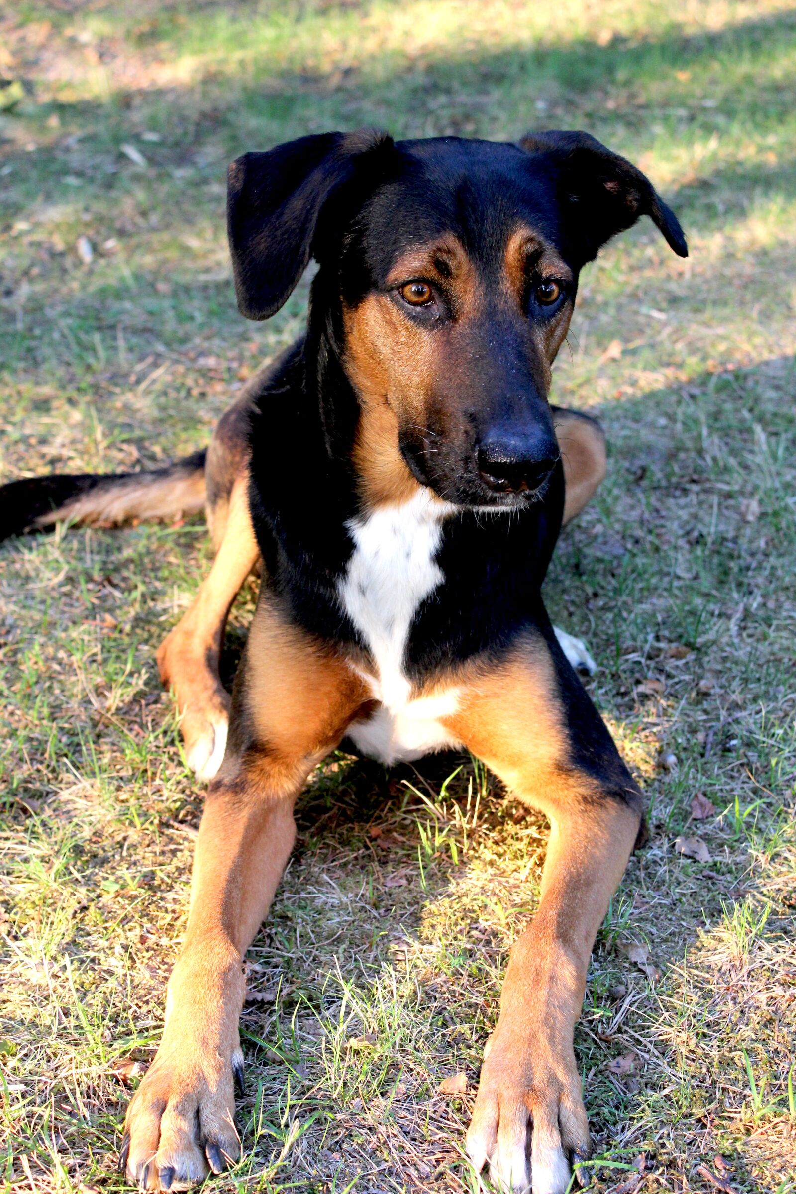 Canon EOS 4000D (EOS Rebel T100 / EOS 3000D) sample photo. Dog, lying, black photography