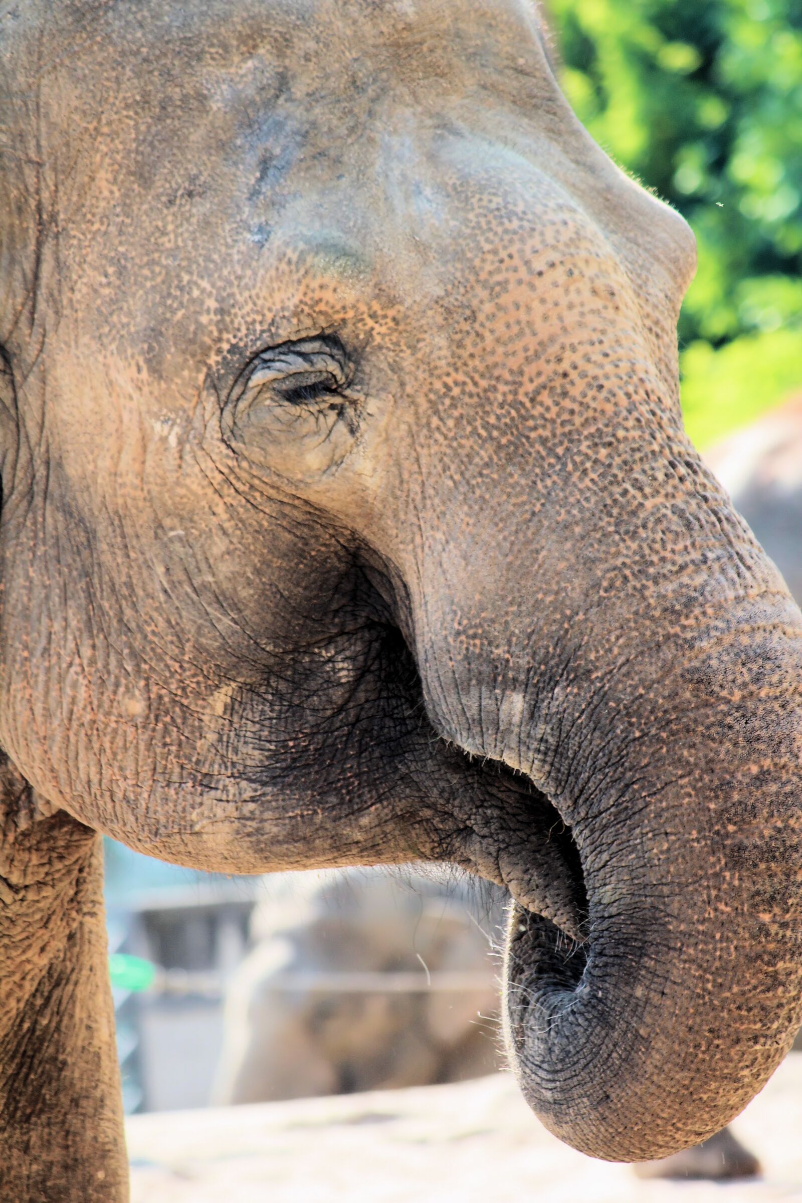 Canon EOS 550D (EOS Rebel T2i / EOS Kiss X4) sample photo. Elephant, indian, animal photography